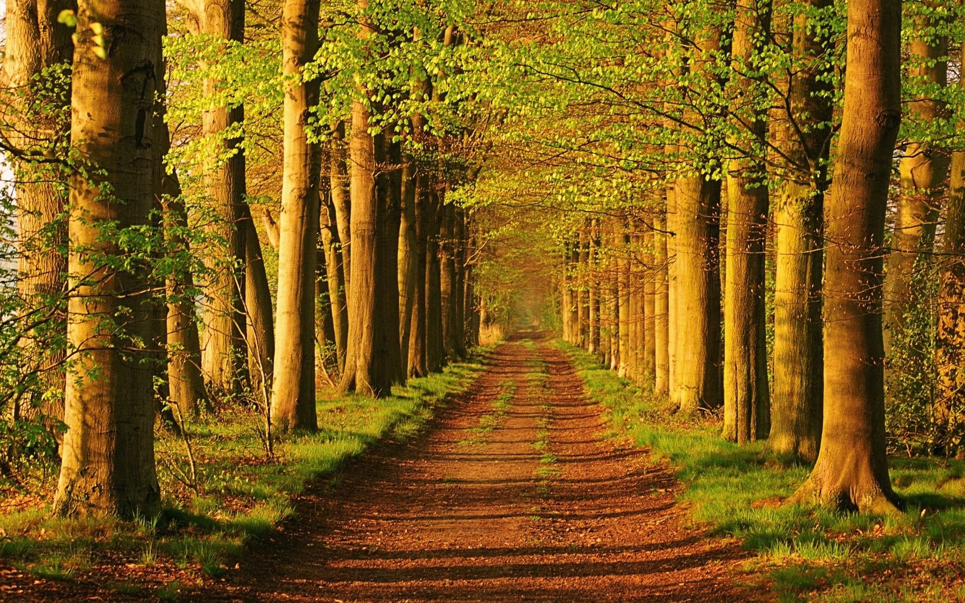 alley tree road light green