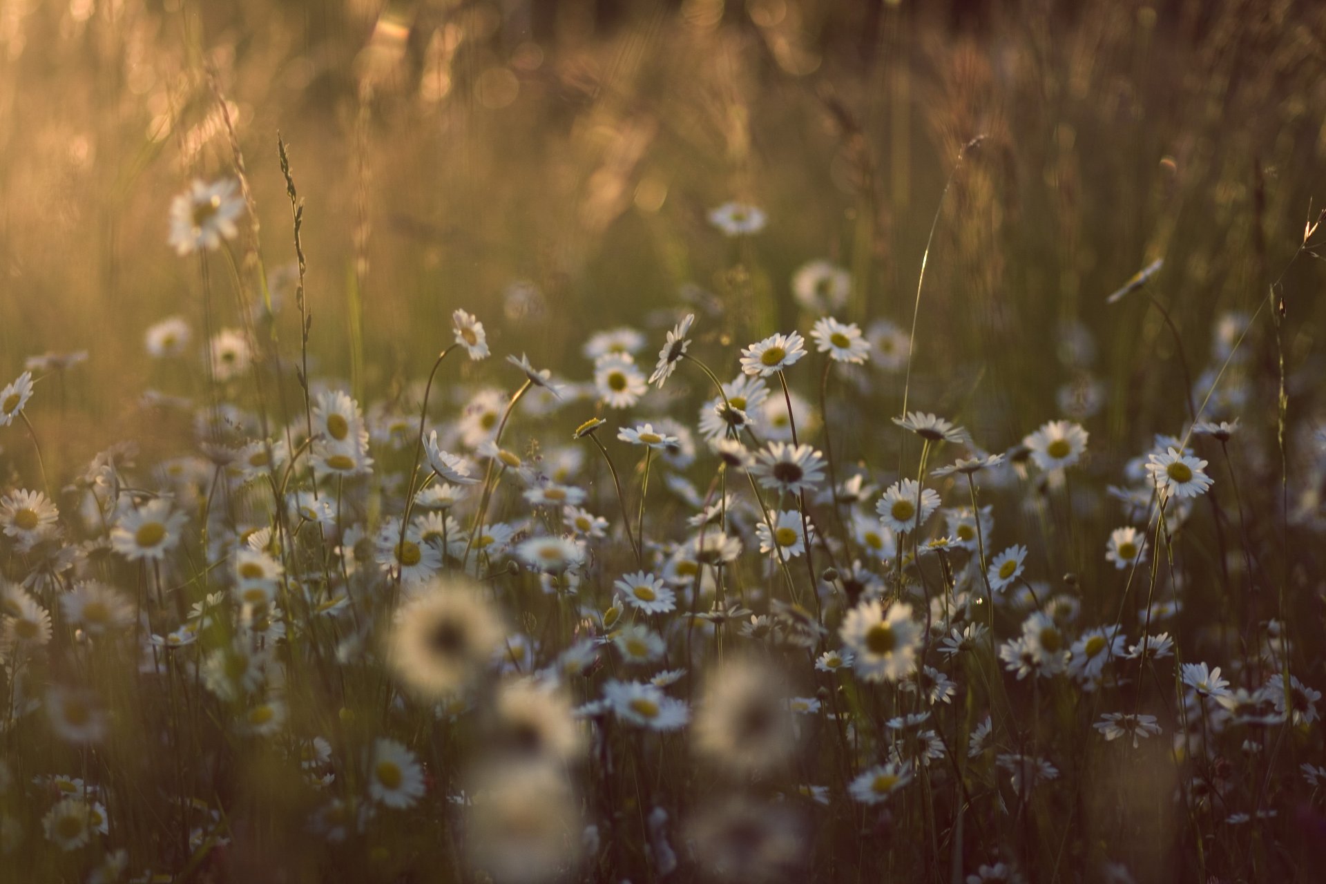 chamomile field flower grass light sun summer nature