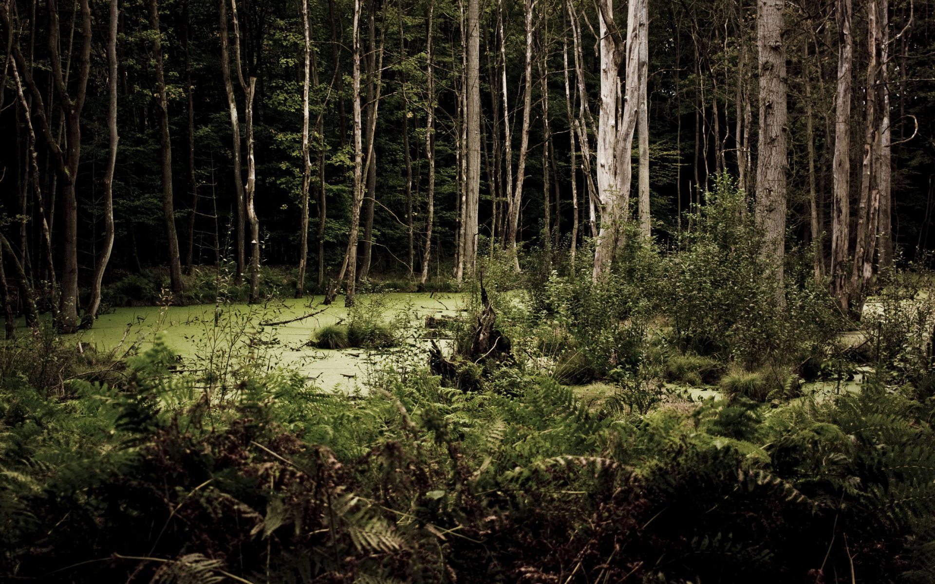 natur bäume wälder sumpf sümpfe