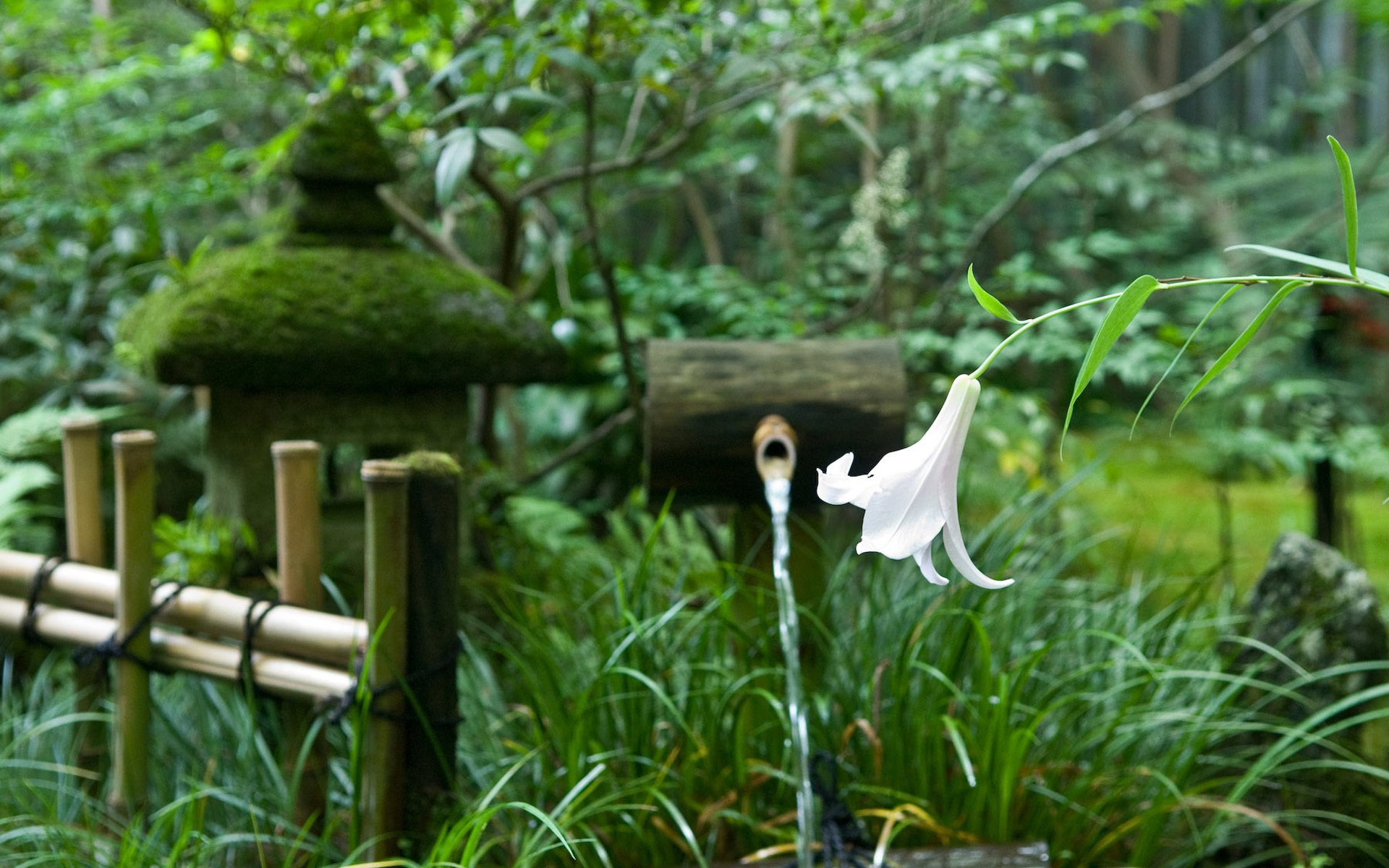 japón jardín lirio flor árboles manantial cerca