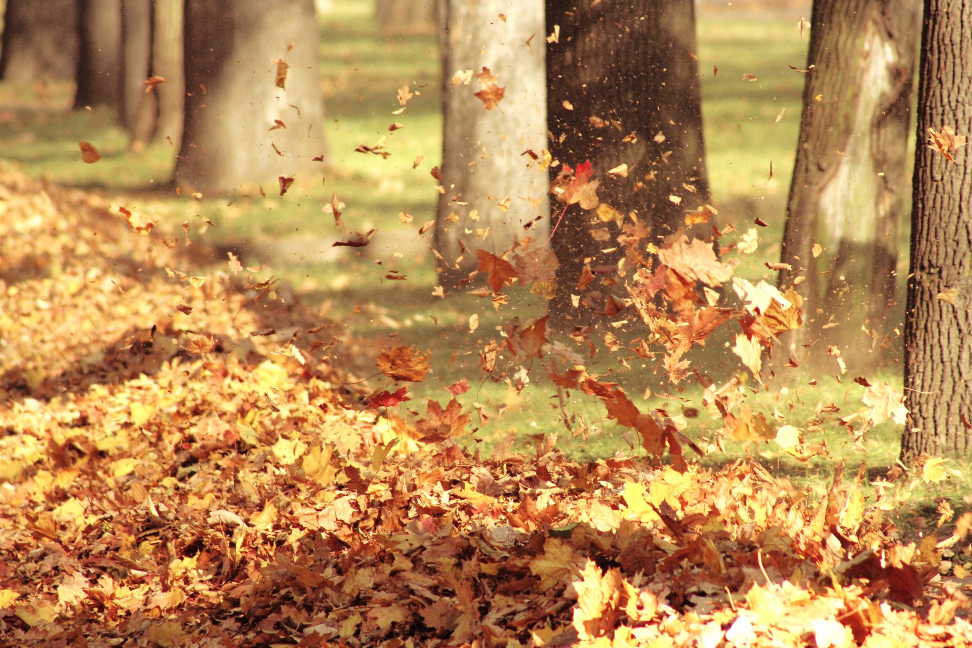 hojas otoño naturaleza aire viento