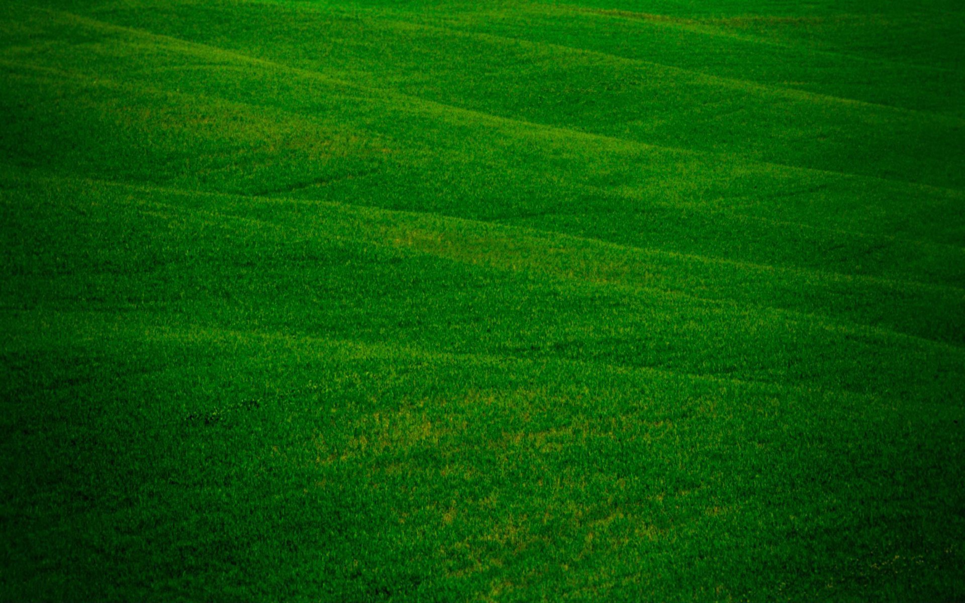 champ champs nature verdure fraîcheur herbe herbe herbe