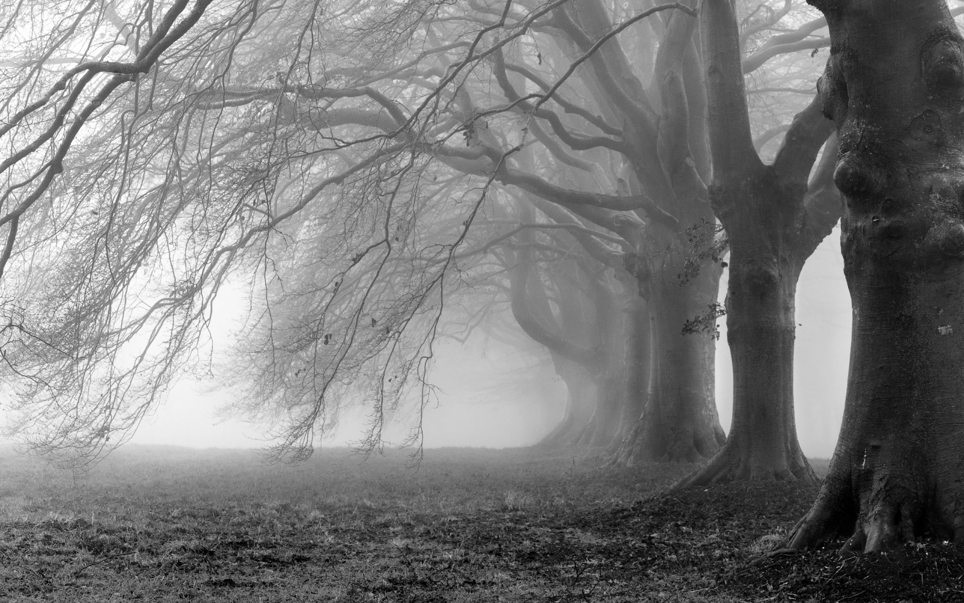 trees fog branches branches black white photo background wallpaper