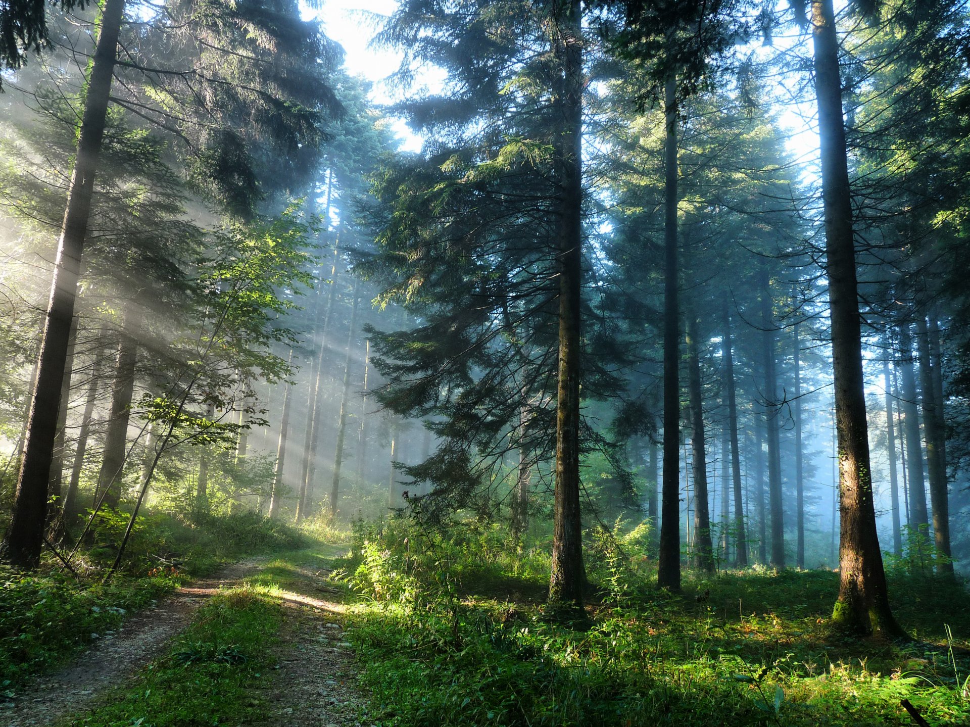 nature route forêt lumière