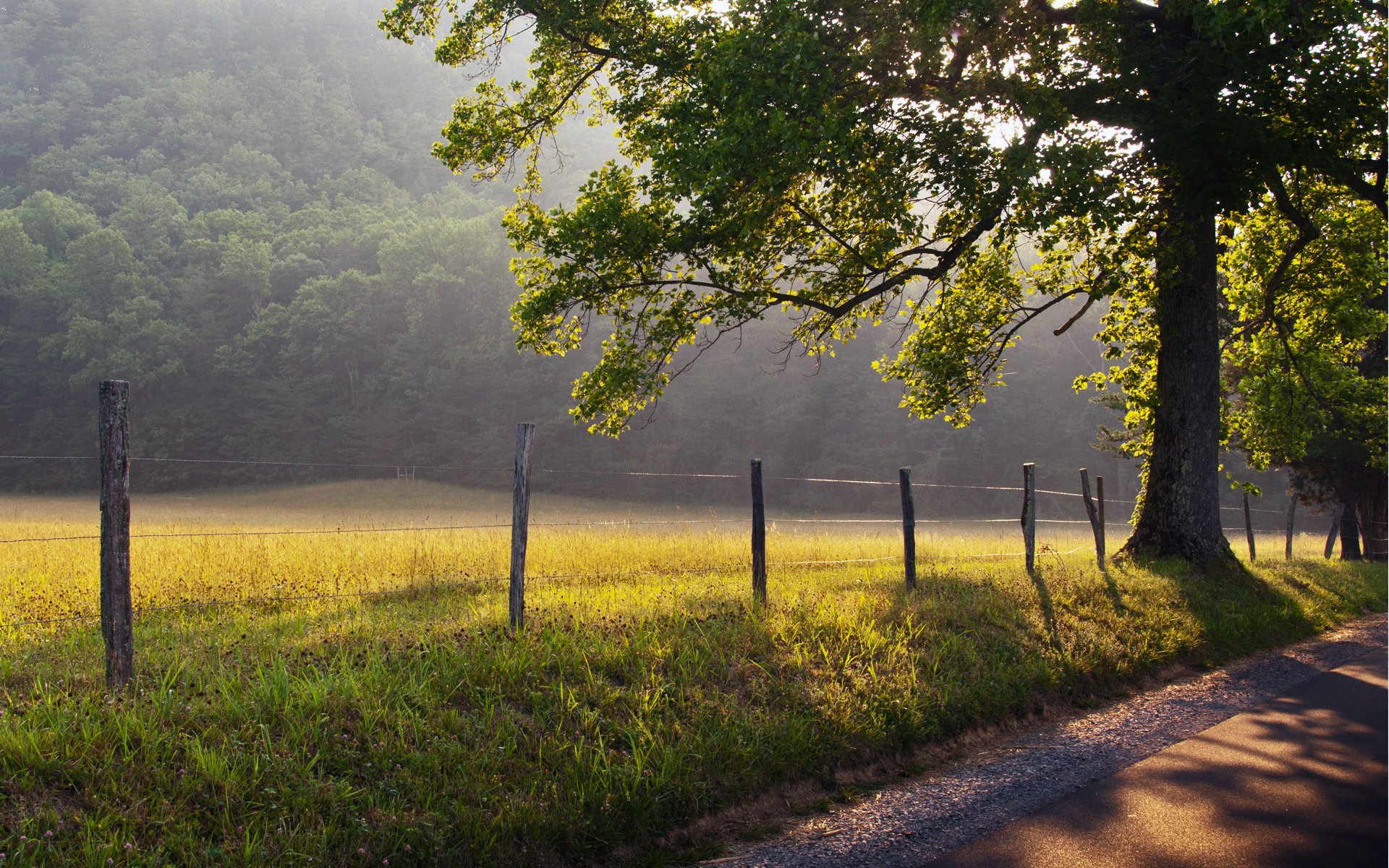 natura albero erba recinzione strada nebbia alba raggi sole