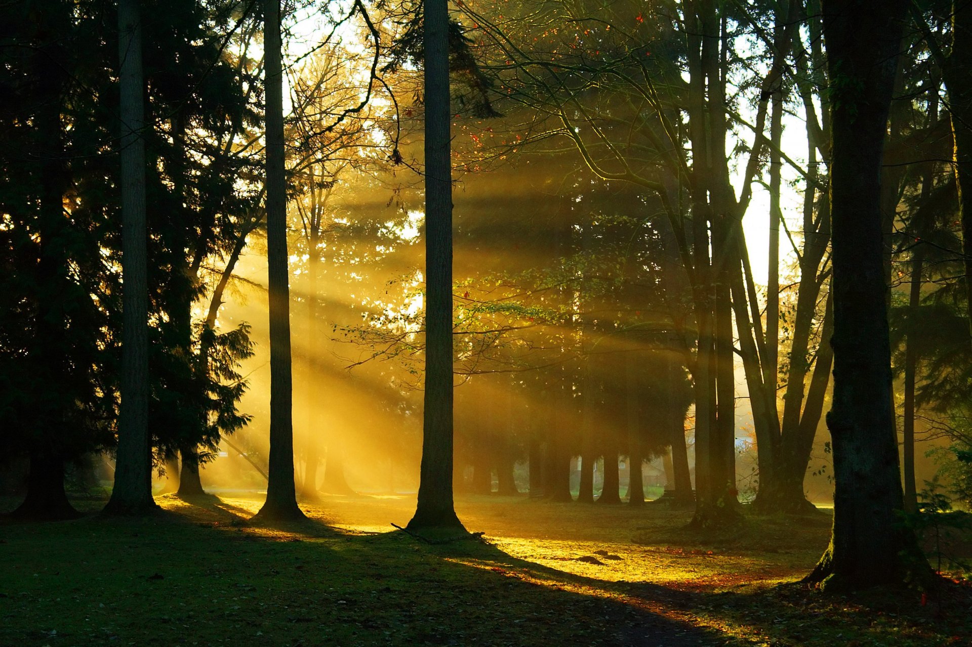 foresta alberi tronchi rami luce solare natura