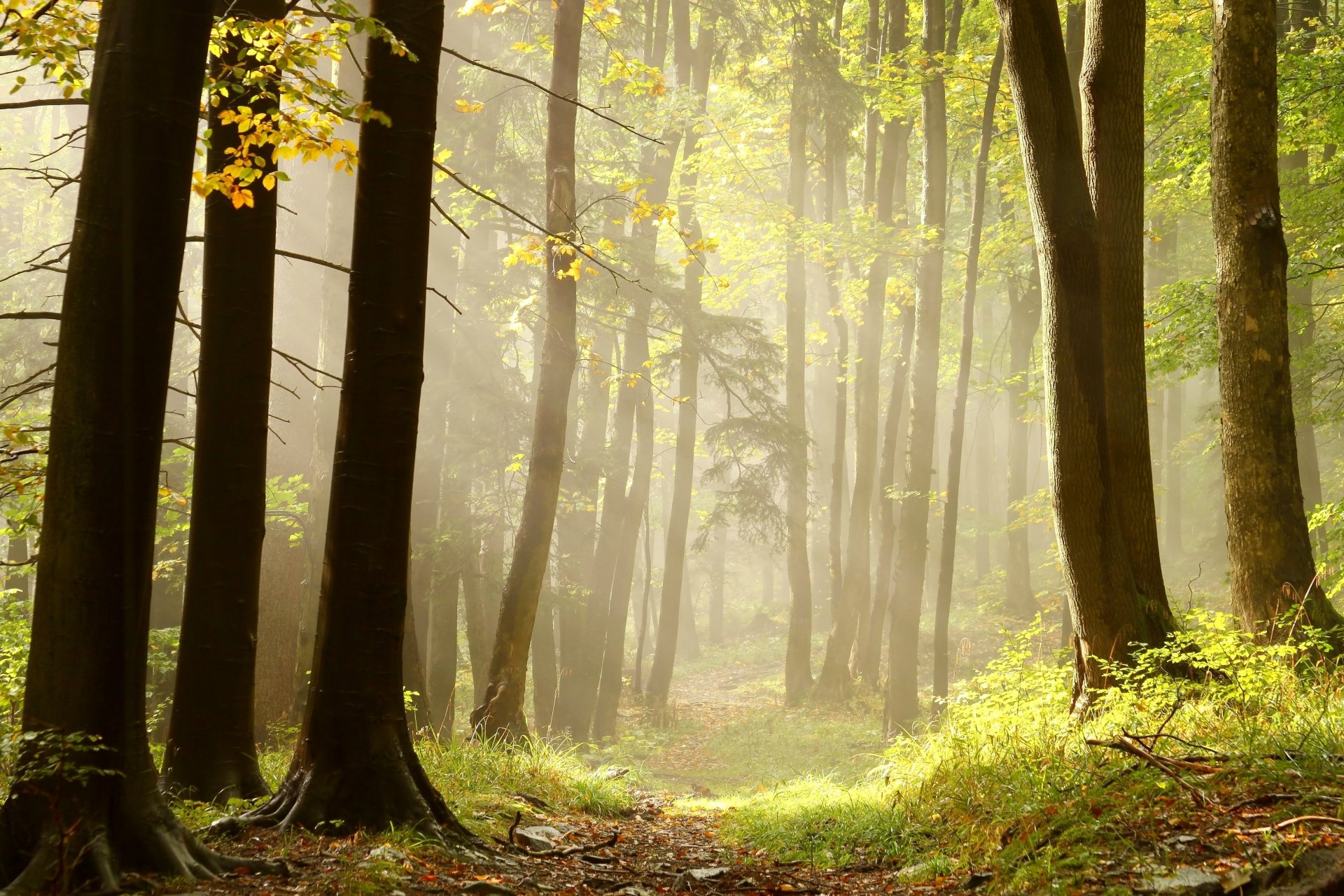 wald bäume gras reisig strahlen