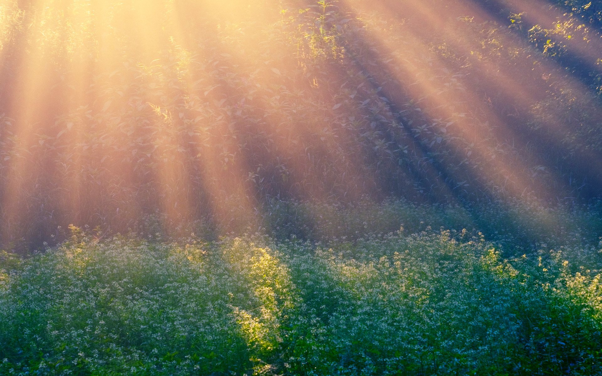 soleil du matin rayons clairière matin