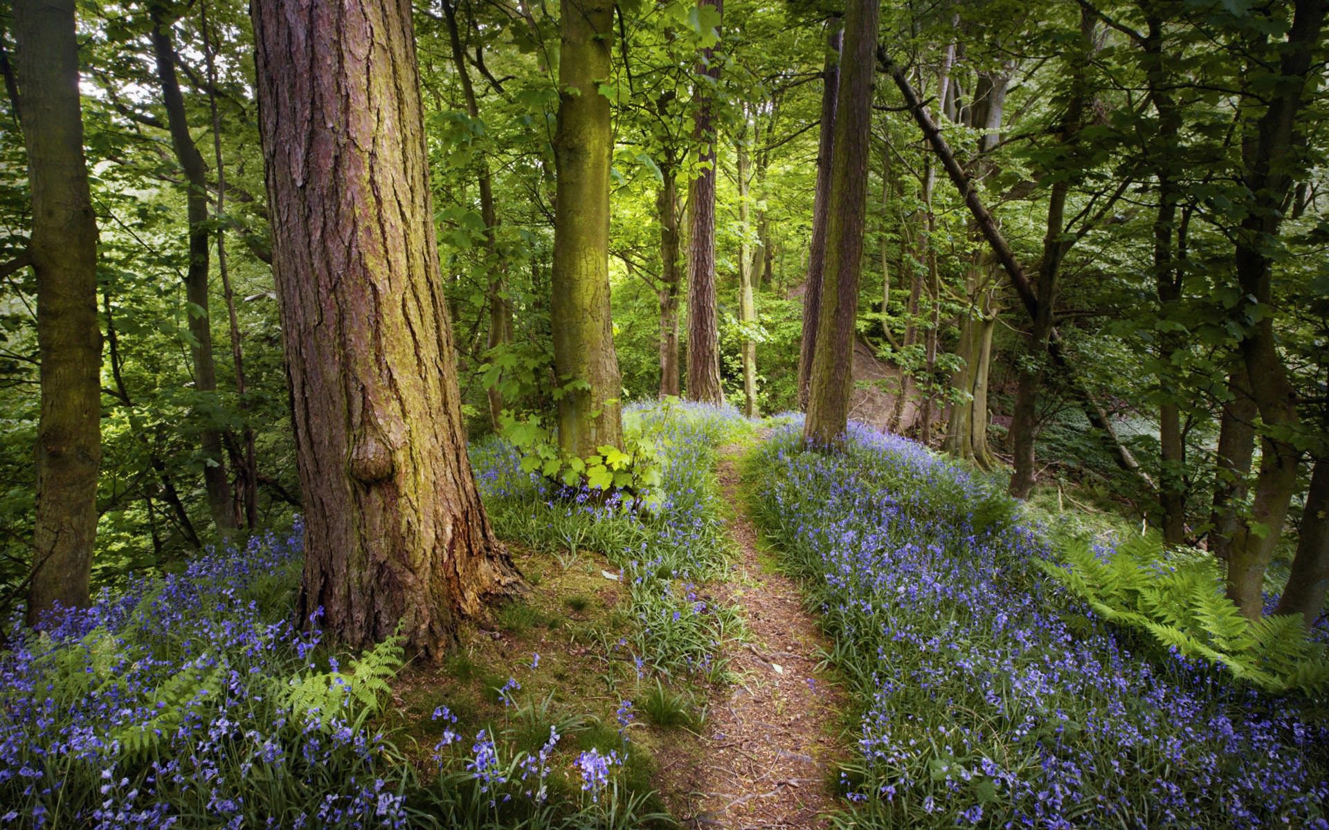 wald blumen farn bäume stämme weg weg frühling natur