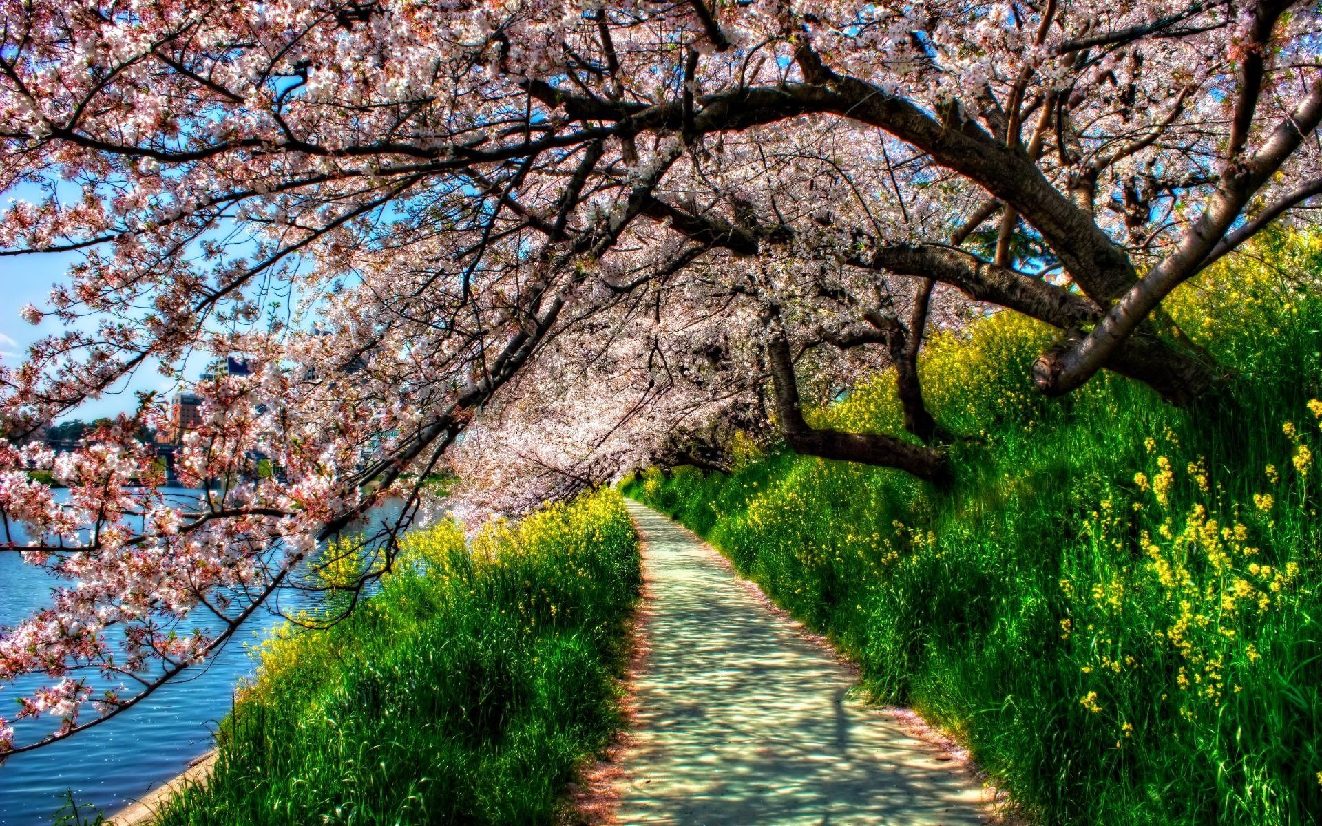 pring track river tree cherry blossoms green grass hdr