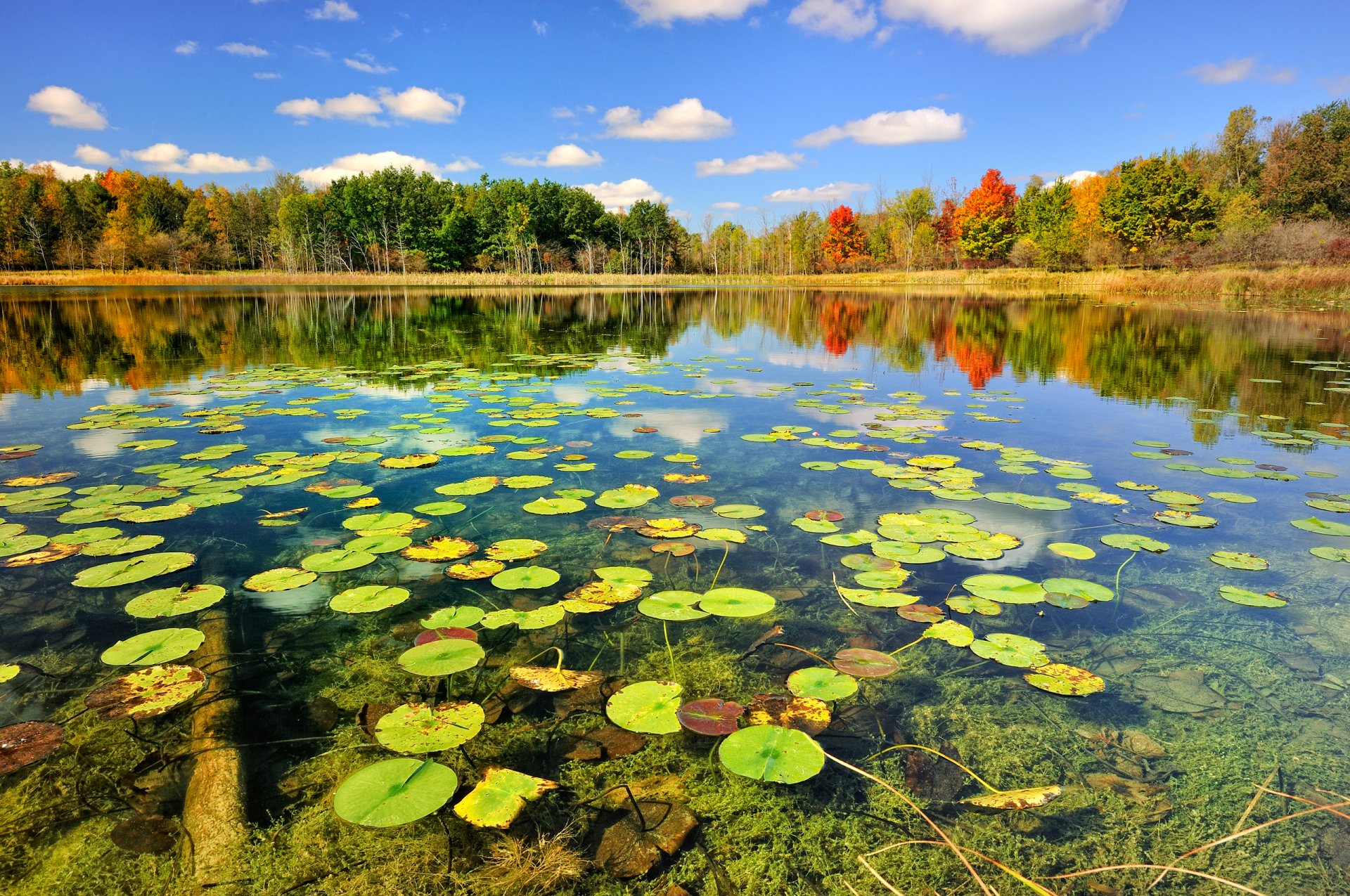 natura autunno lago foresta