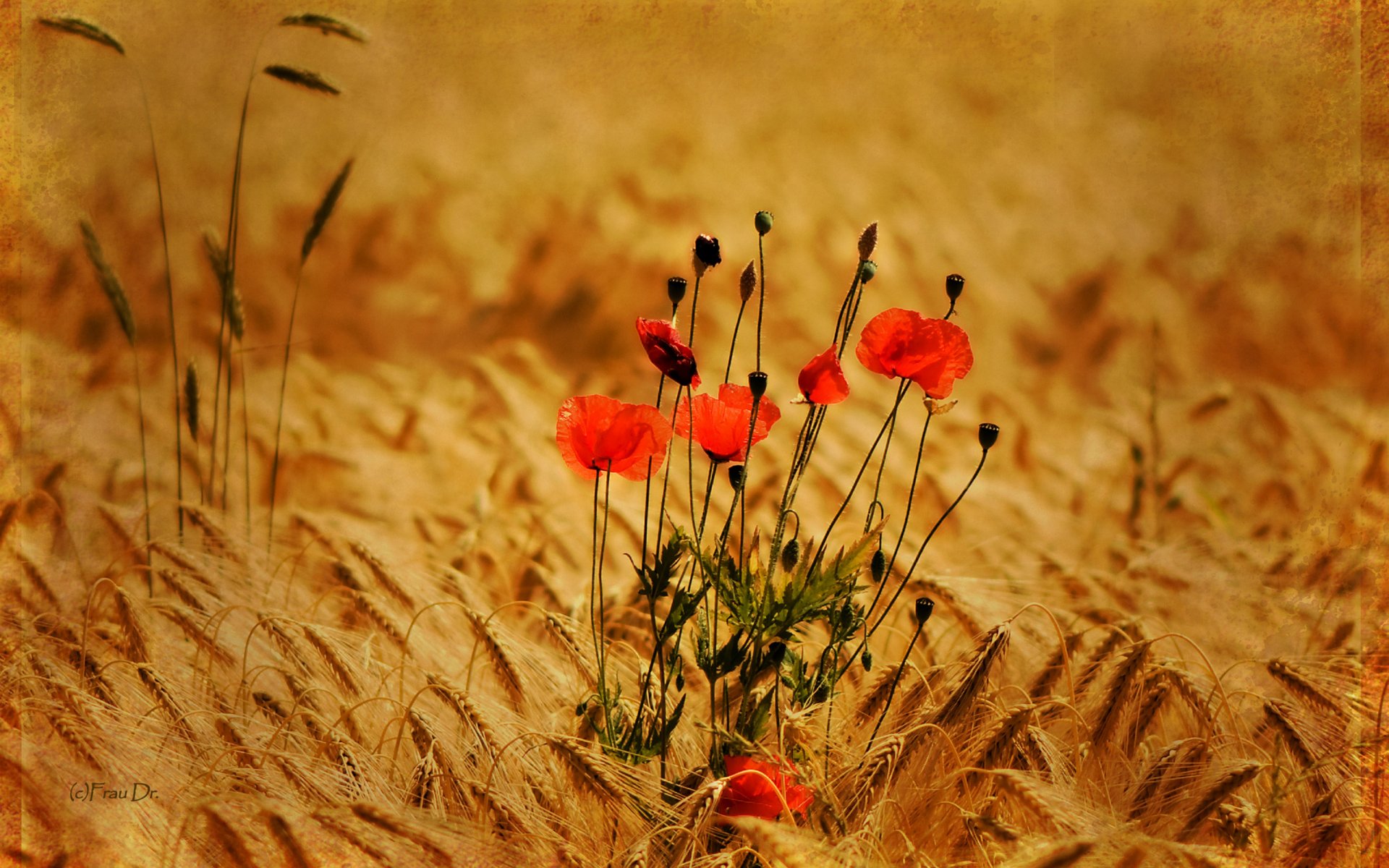 naturaleza plantas campo espiguillas flores amapolas foto fondo papel pintado