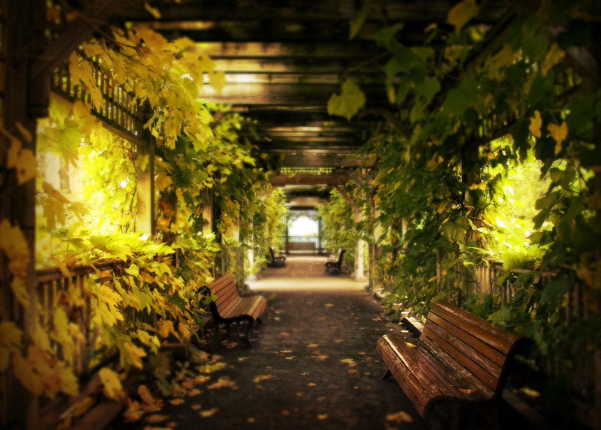 grapes leaves benches corridor