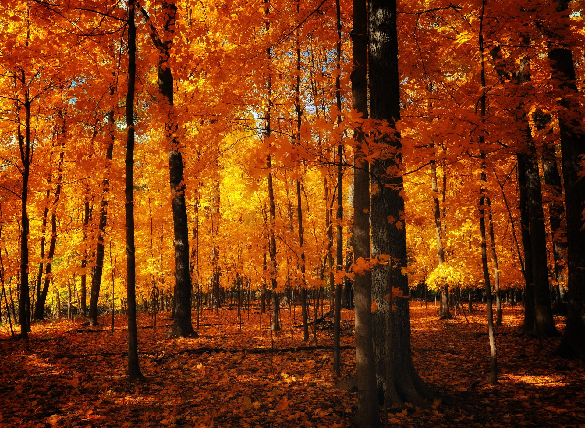 nature orange automne feuillage troncs