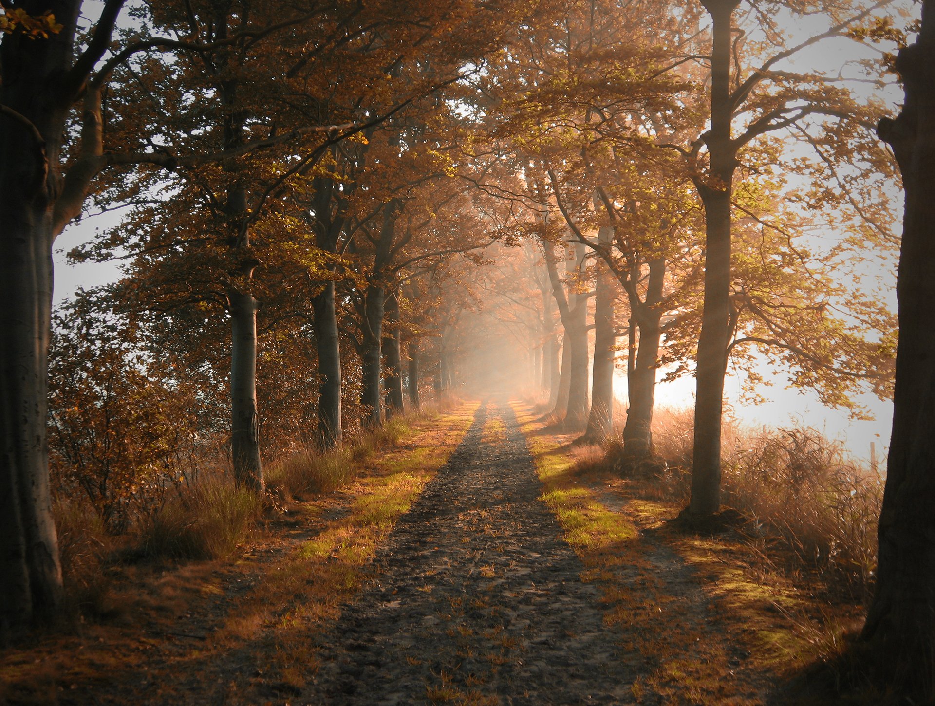 nature road tree autumn