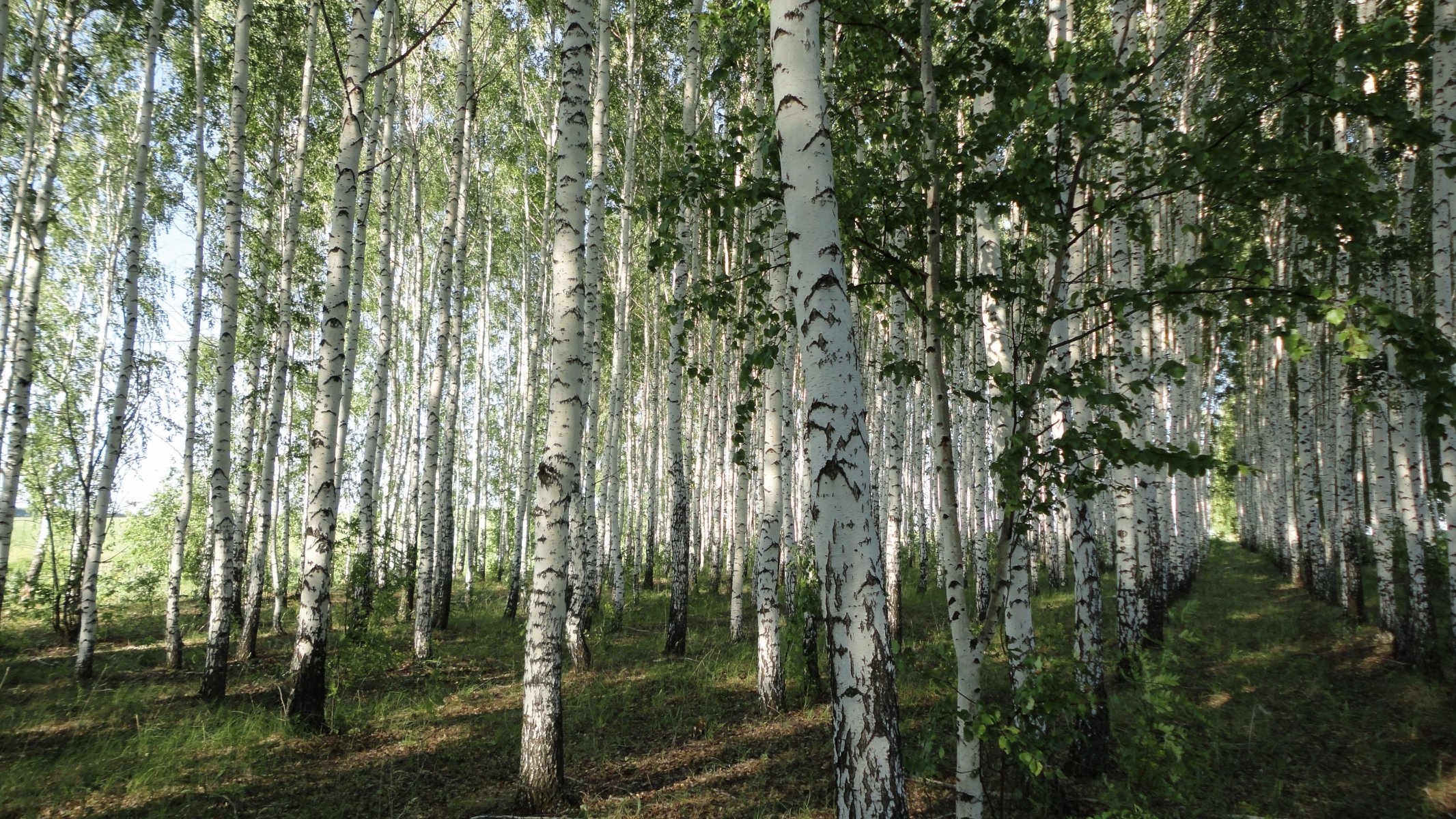 весна березы посадка листья