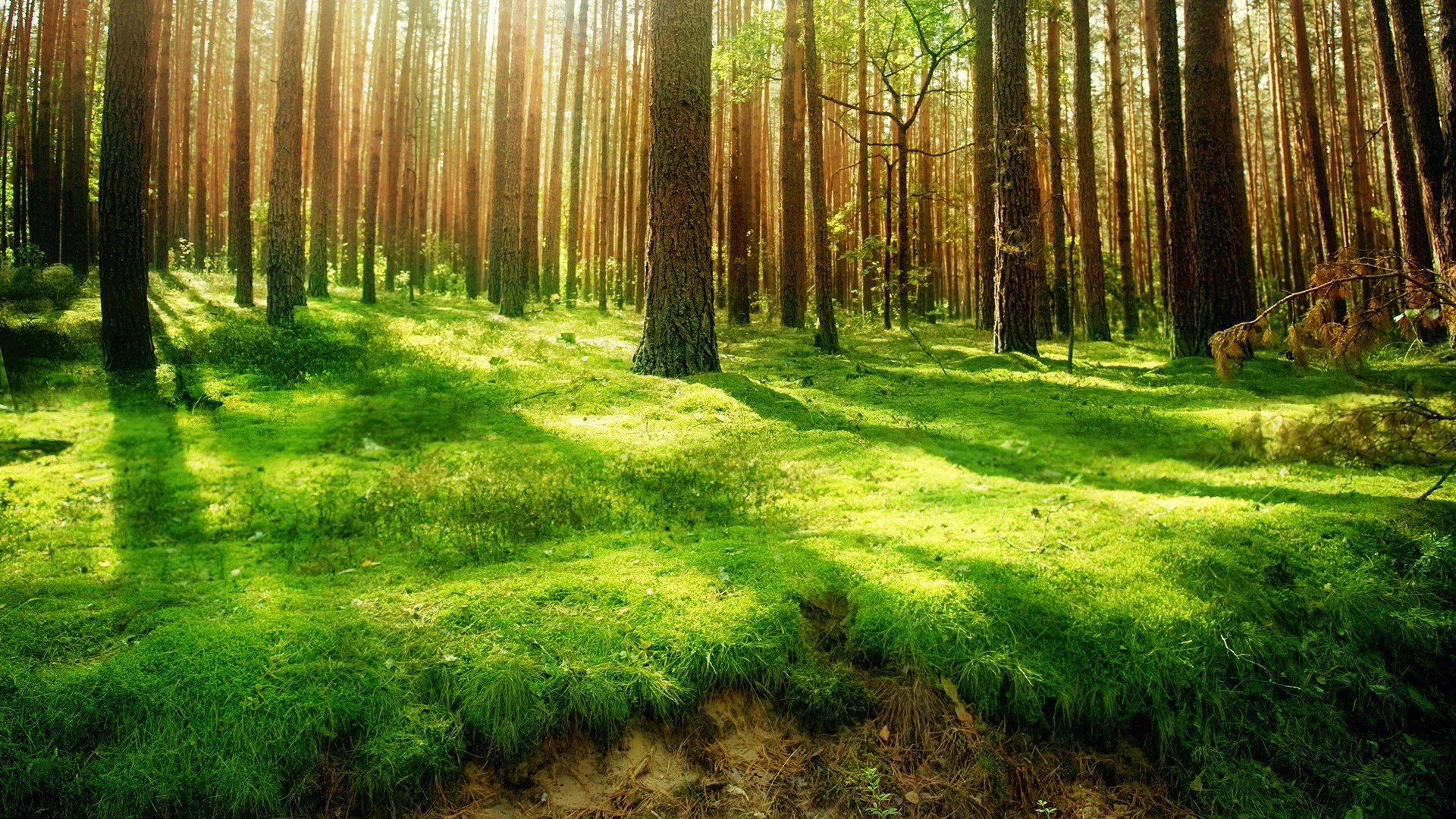 foresta alberi tronchi pini erba verde scogliera luce raggi