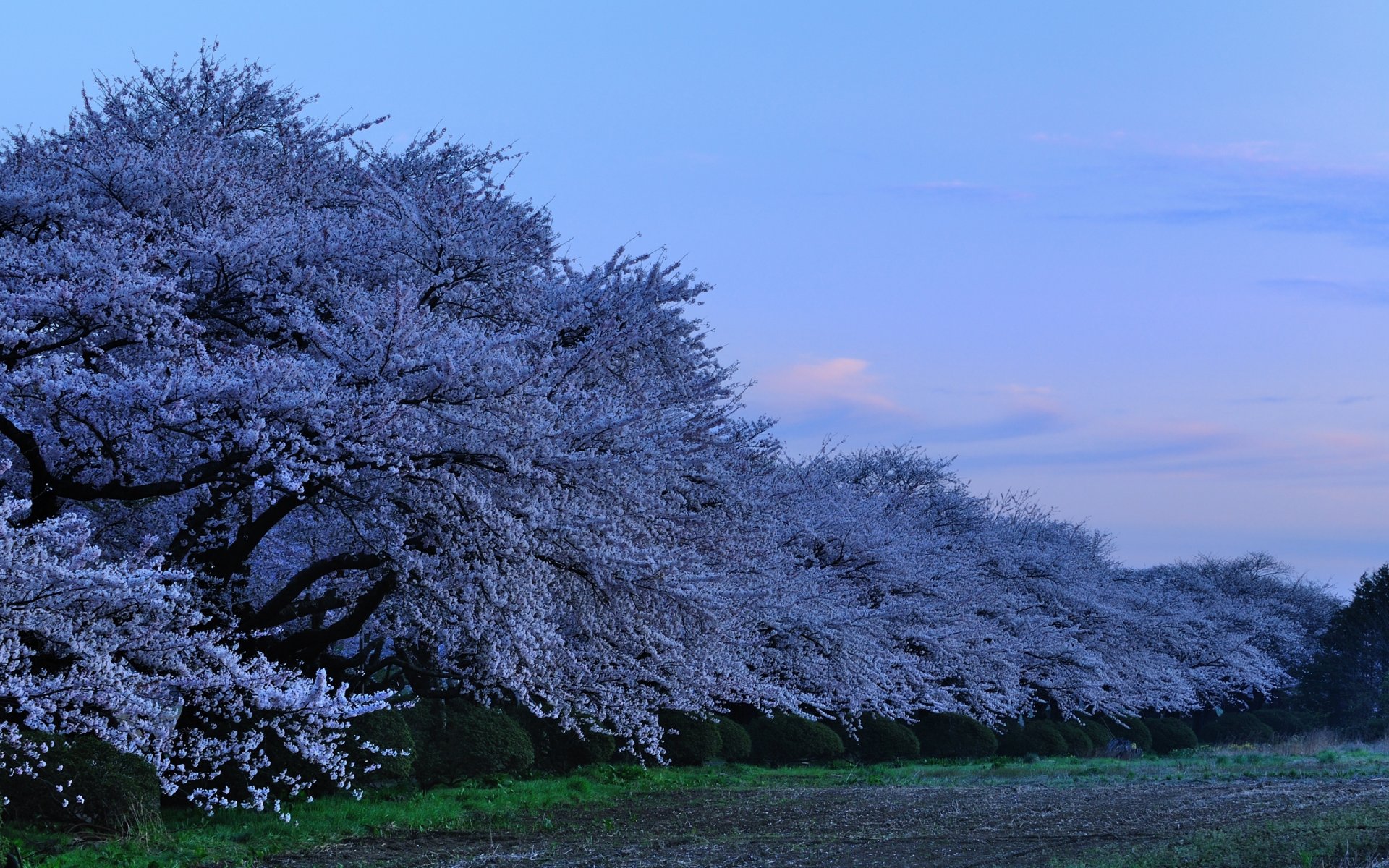 japón kitakami tenshochi parque prefectual en kitakami sakura flor de cerezo tarde parque en la prefectura de kitakami flor de cerezo