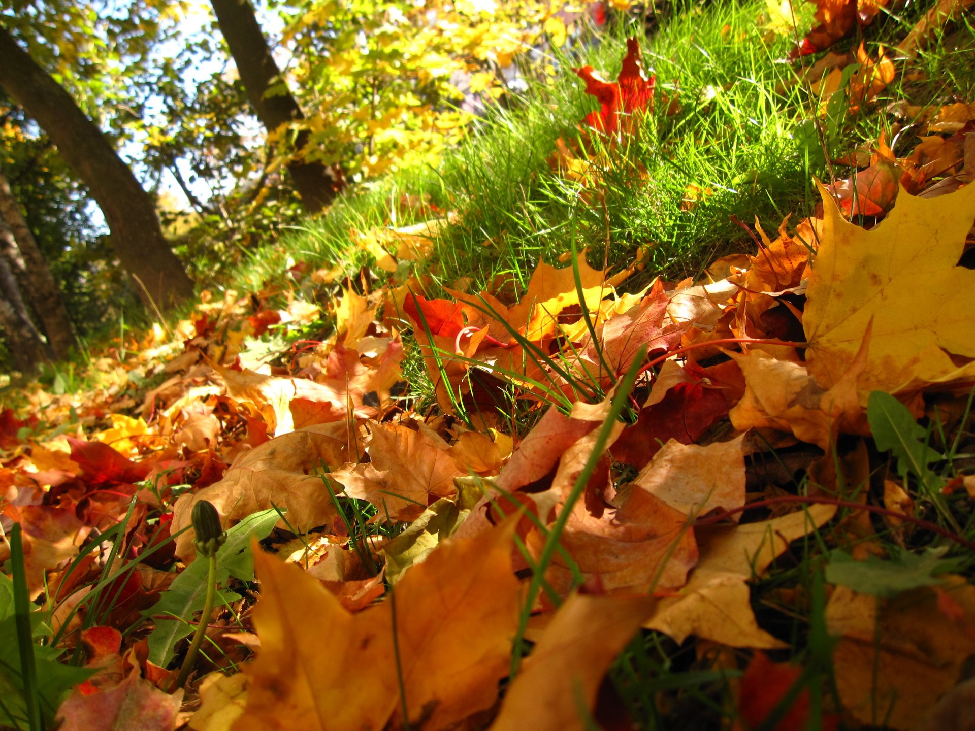 nature automne feuilles herbe arbres