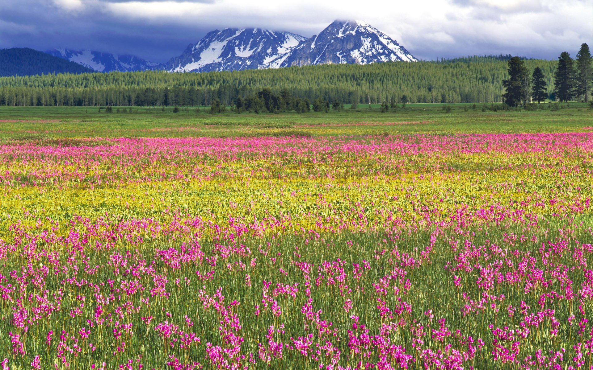 campo flores mucho brillante rosado verde claro árboles bosque montañas nubes