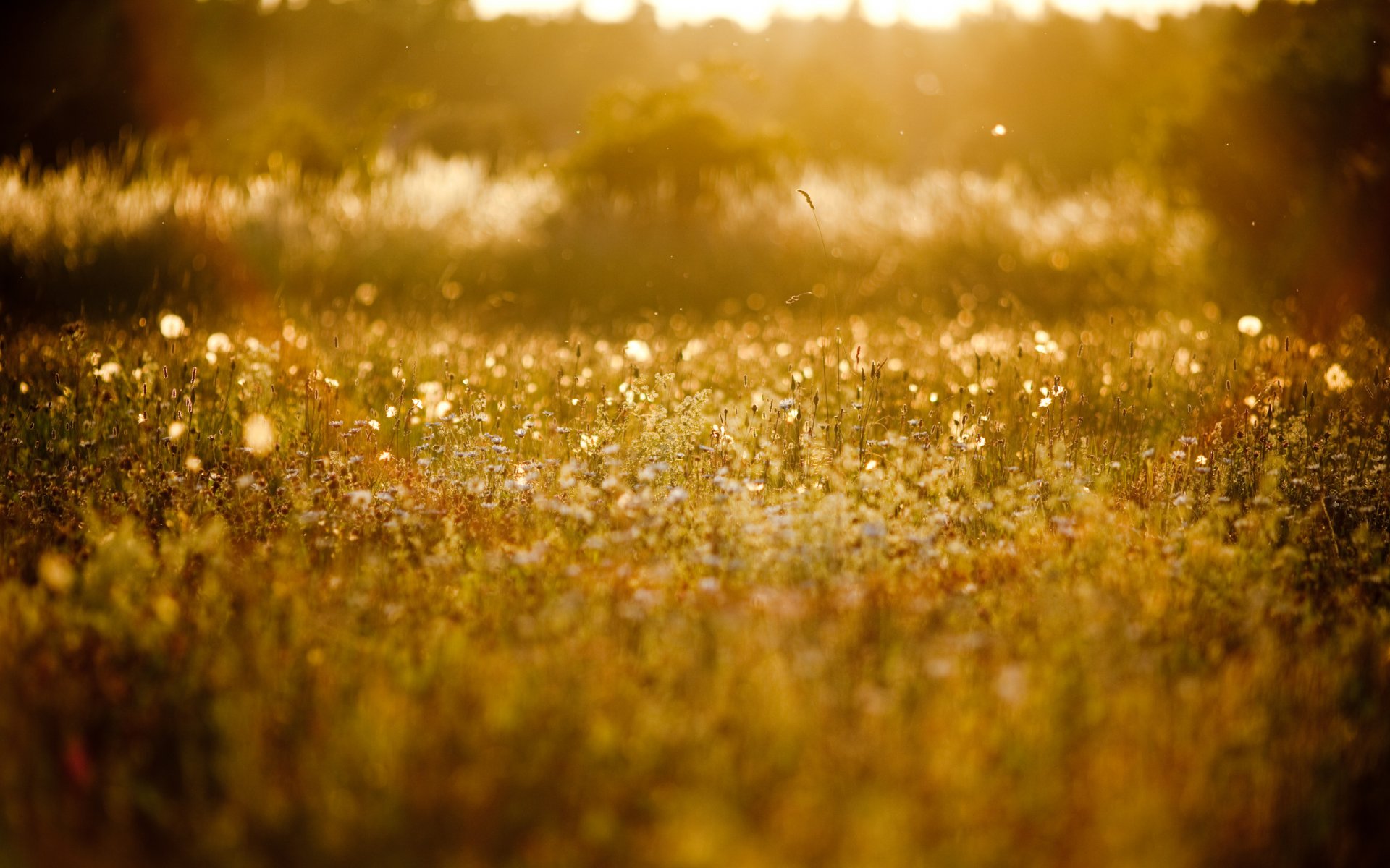 polana trawy natura rośliny kwitnienie lato słońce rozmycie tło tapeta