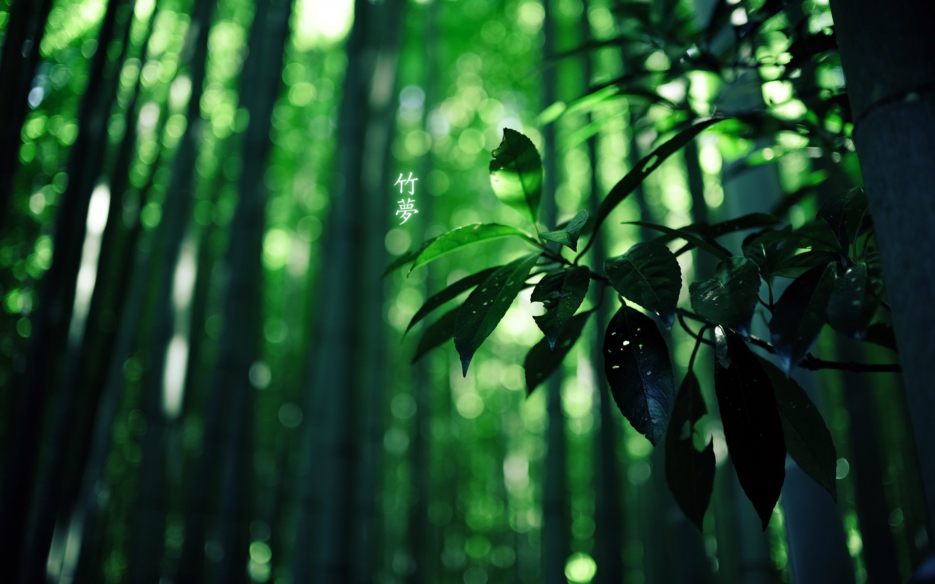 madera bambú caracteres verde