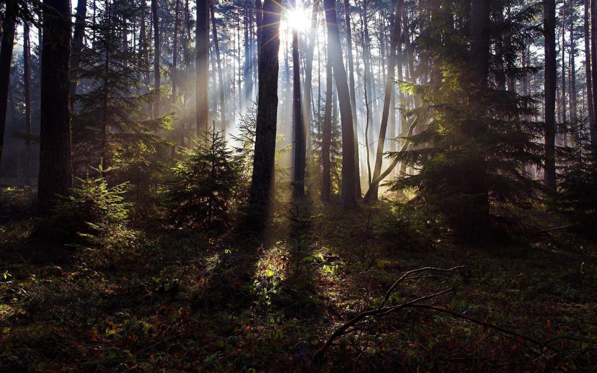 bosque árboles abetos pinos hierba follaje sol rayos luz