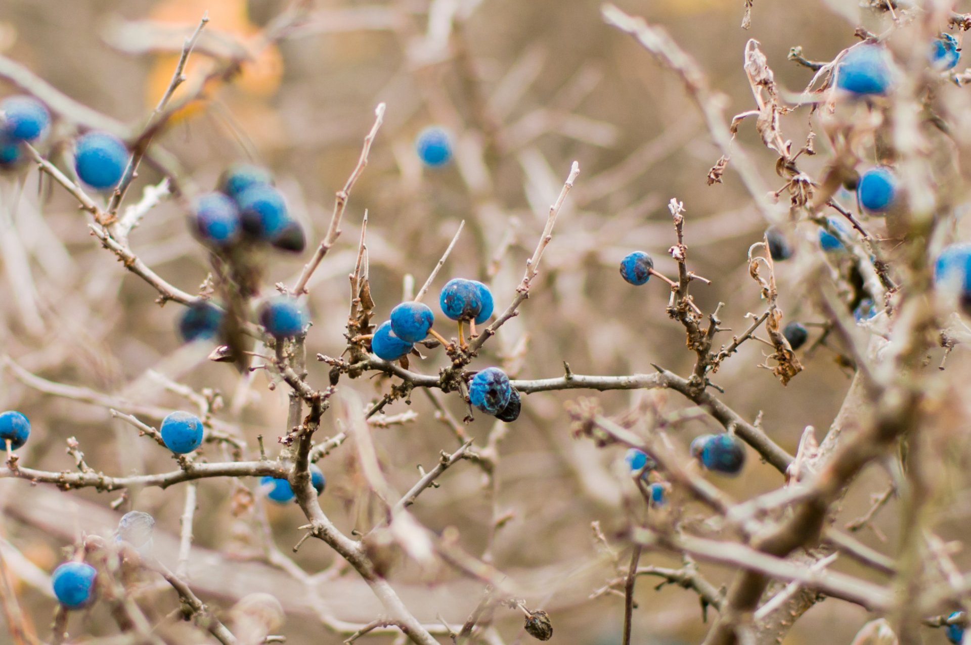 bleuets automne lumière bleu