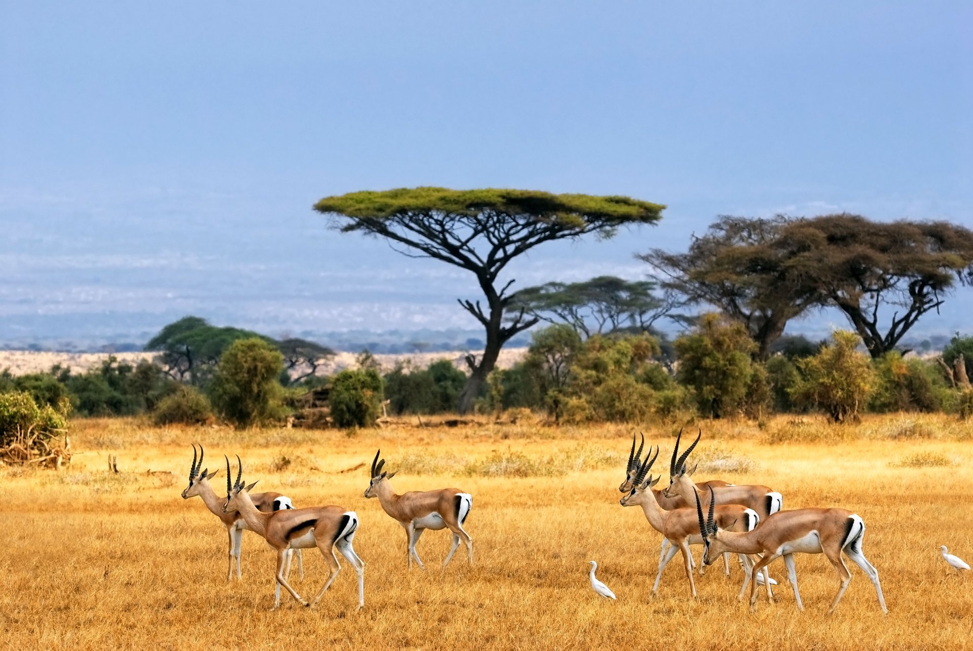 avanna african landscape antelope safari africa antelope landscape