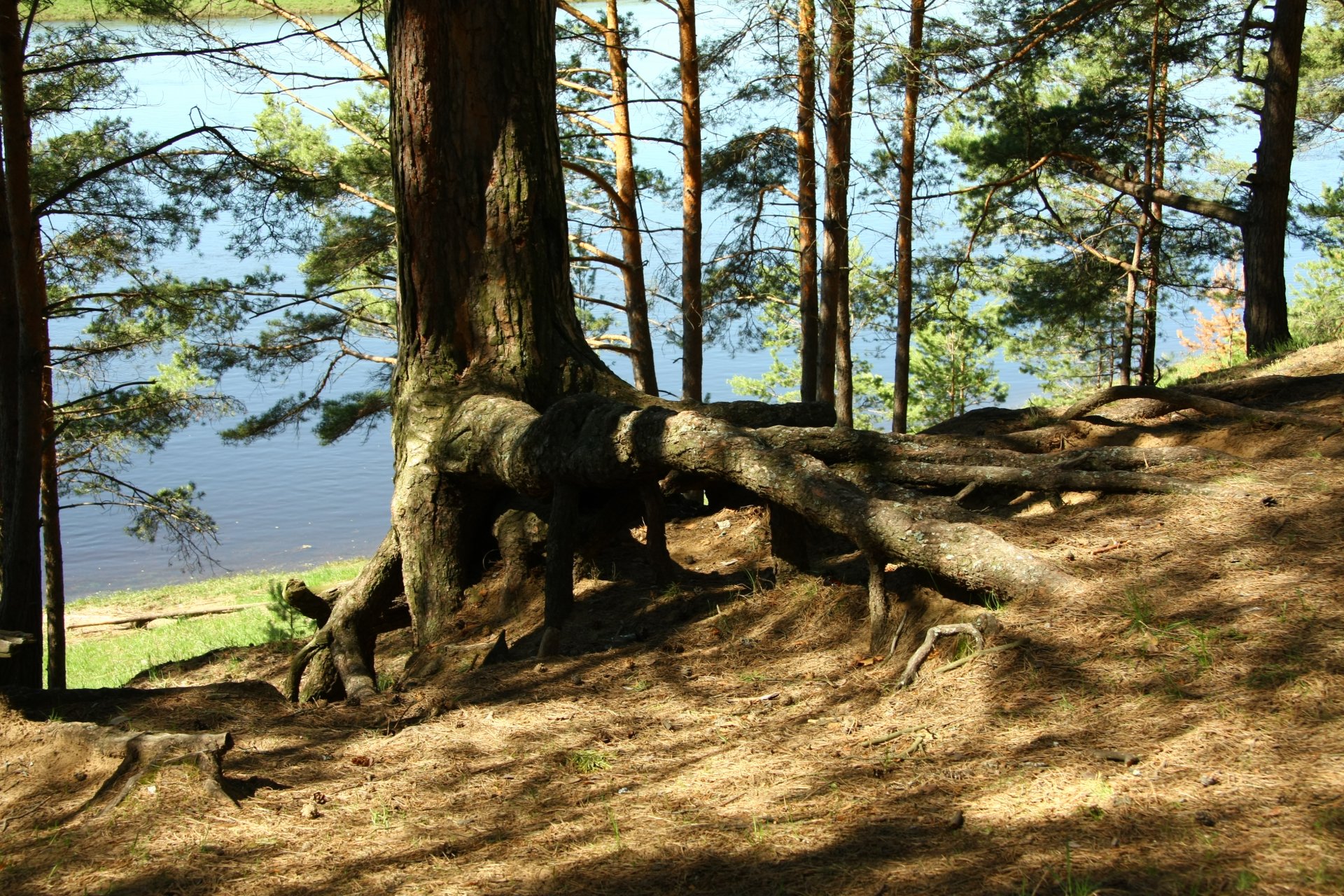 nature pin racines rivière côte forêt arbres matin promenade