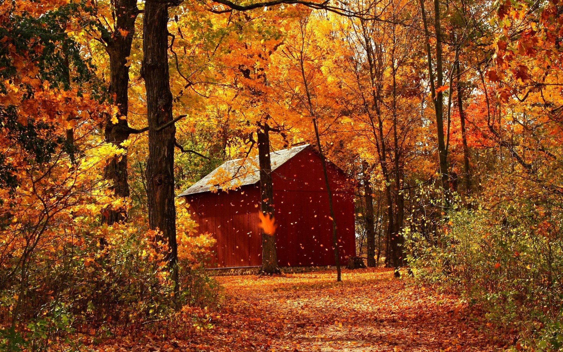 automne forêt maison arbres feuilles sentier parc passerelle nature paysage