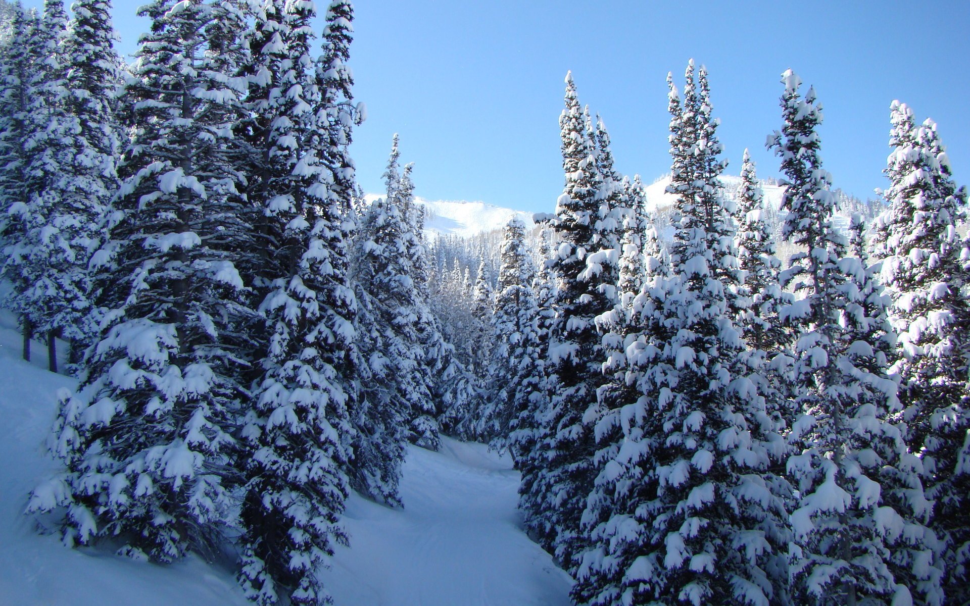 nature paysages hiver neige arbres