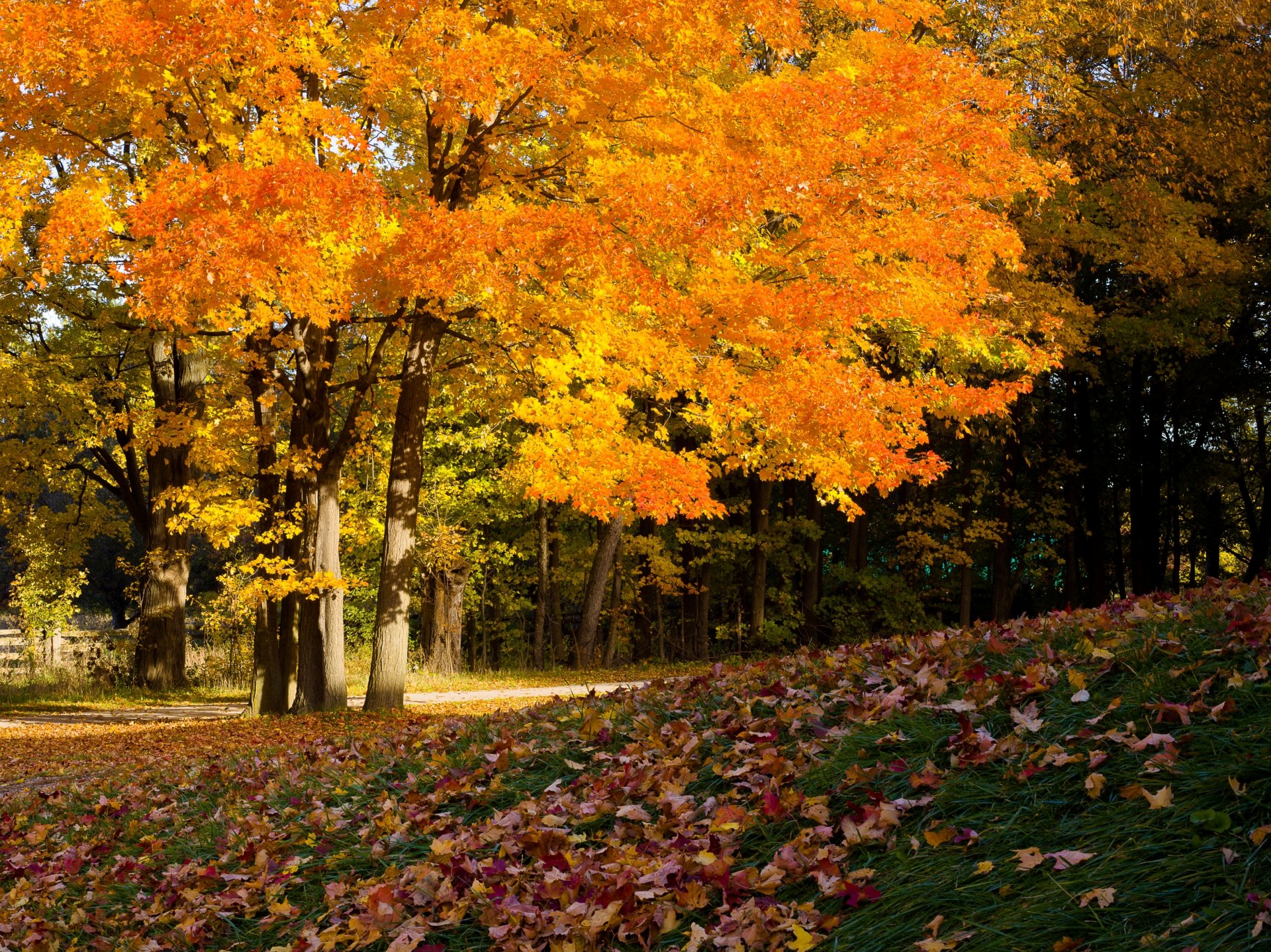 tree foliage cover autumn ahead autumn color