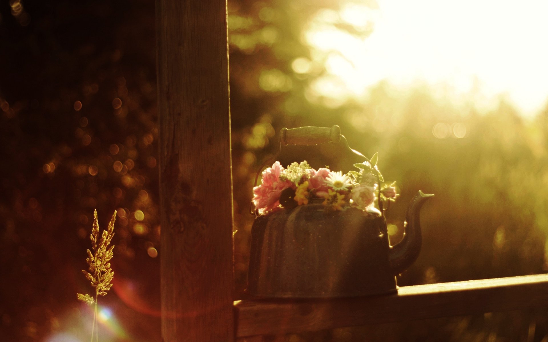 été matin air soleil rayons éblouissement nature morte bouilloire bouquet fleurs épillets humeur