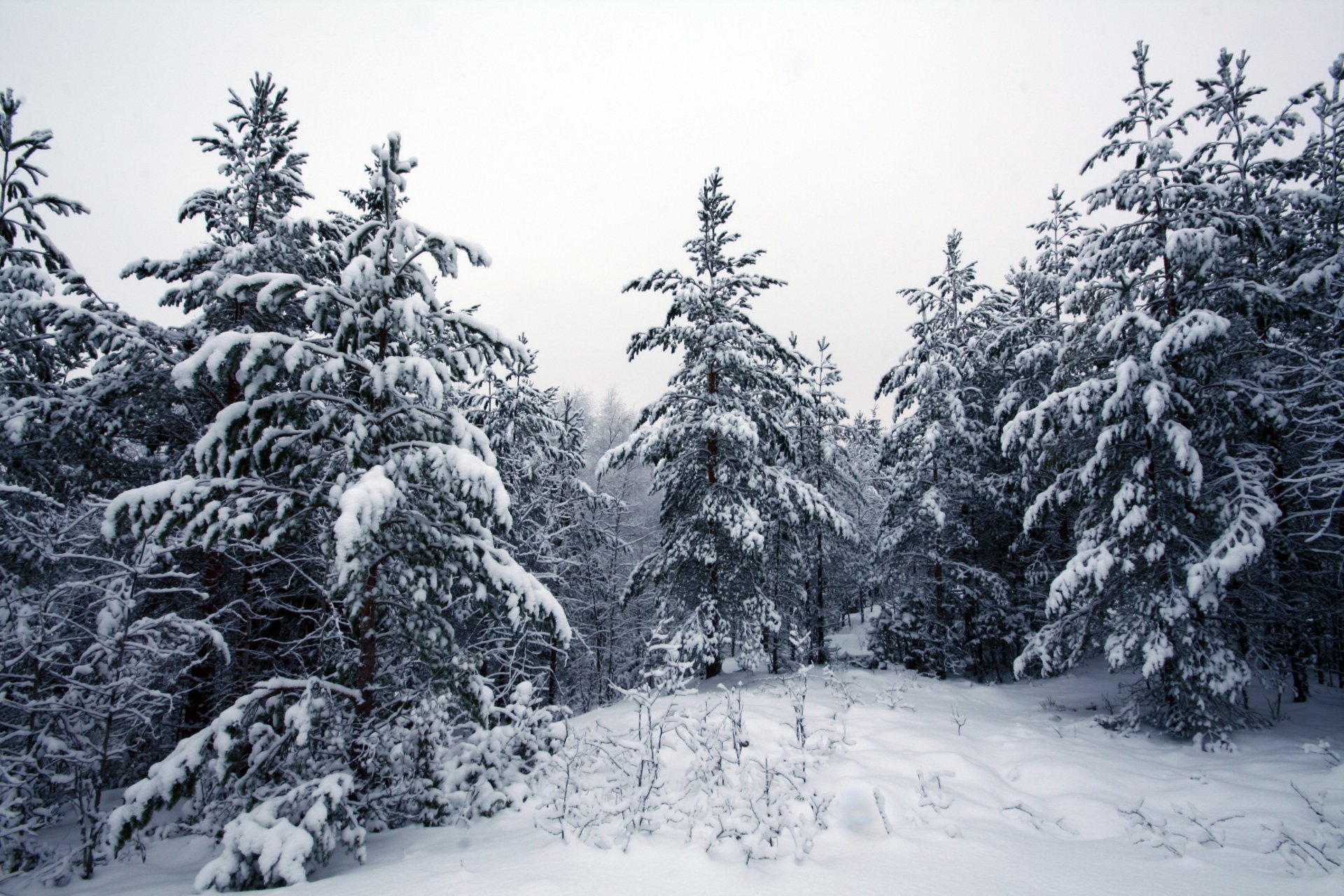 zima las śnieg drzewa