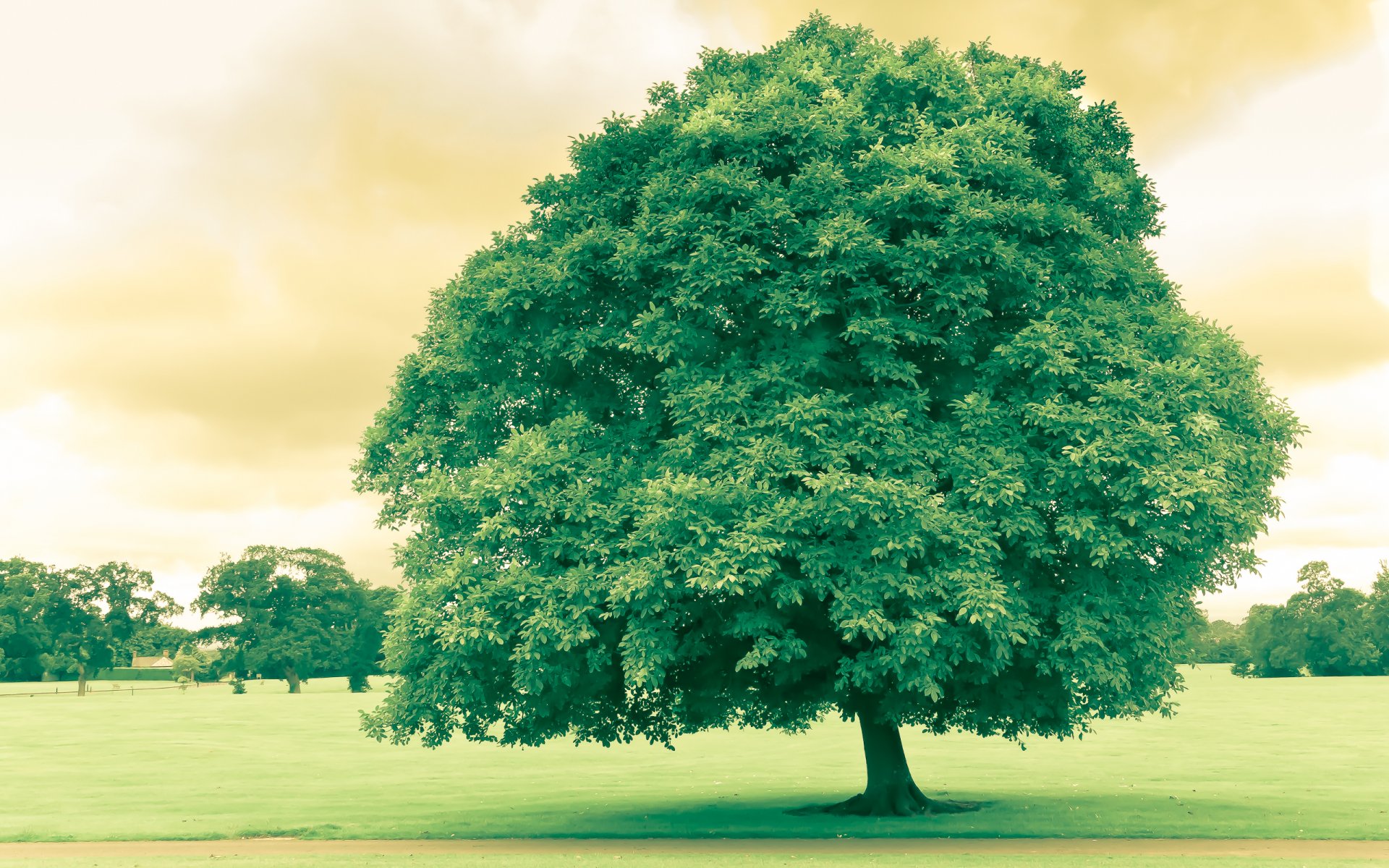 árbol parque naturaleza vegetación hojas belleza