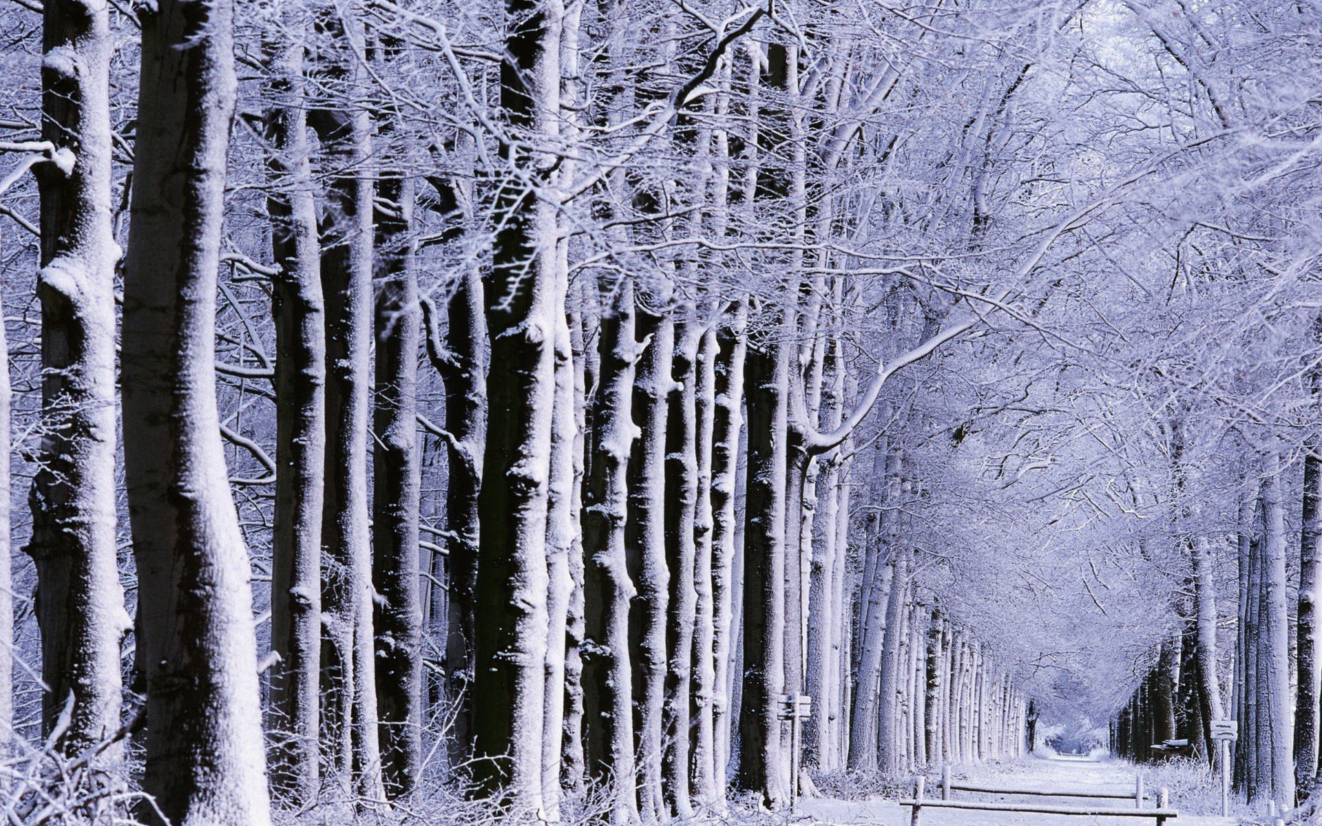 natura parchi vicoli vicolo foresta alberi strada strade neve inverno inverno umore umore