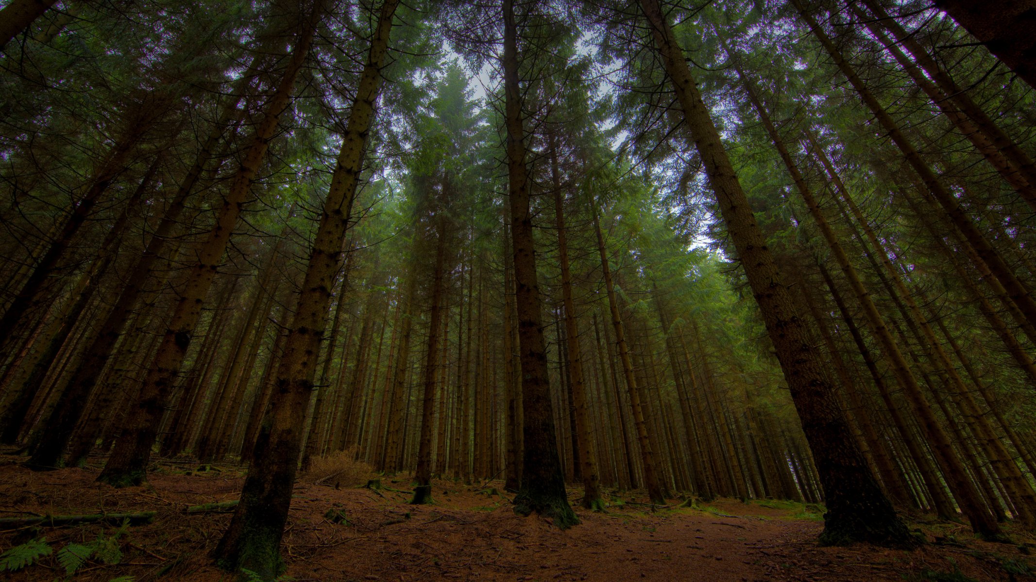 full hd 2560x1440 nature photo in the woods forest tree tree twilight night