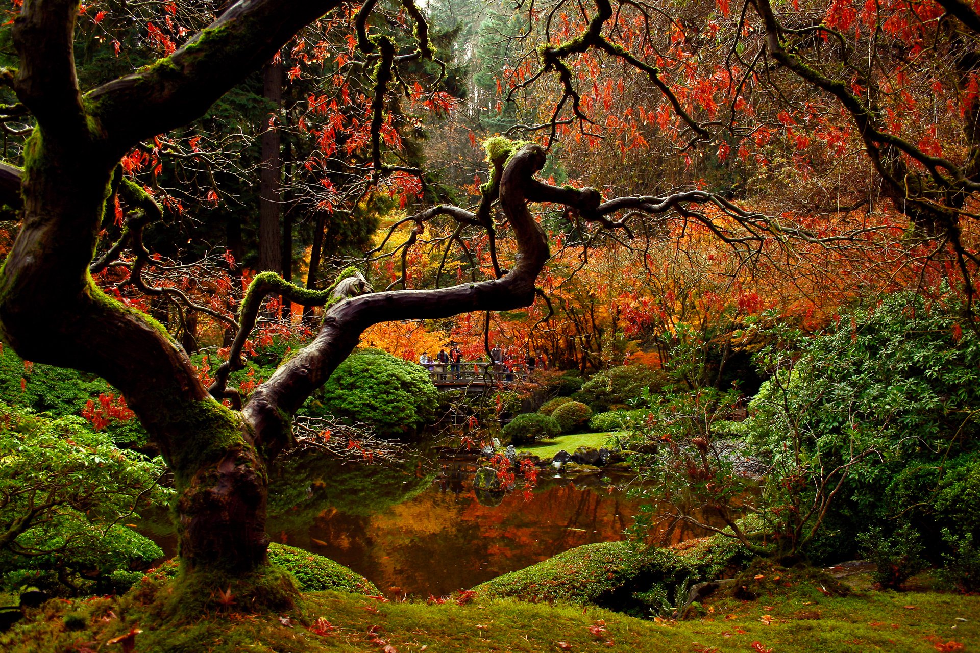 natura jesień japoński ogród park most ludzie