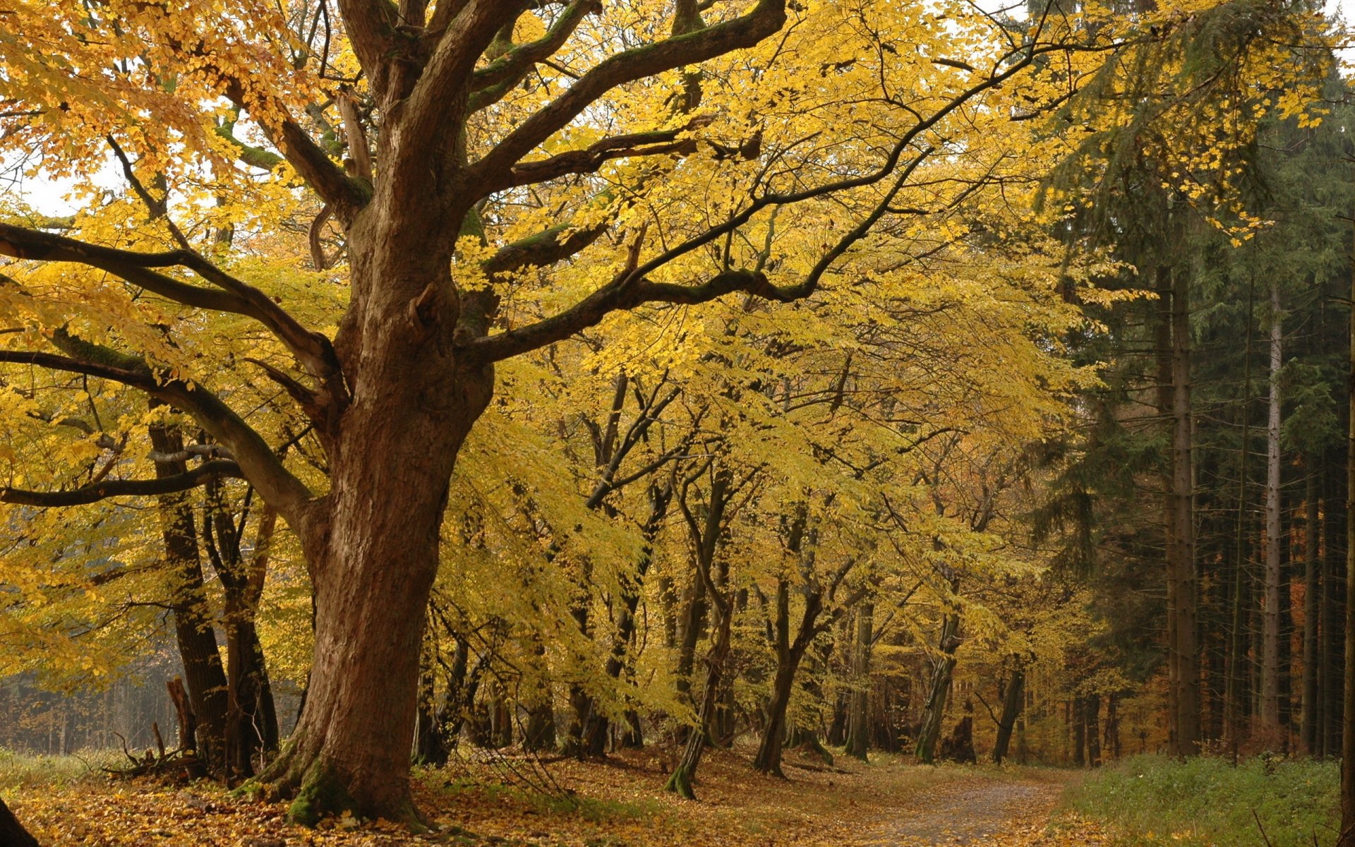 automne parc forestier forêt arbres feuilles jaune