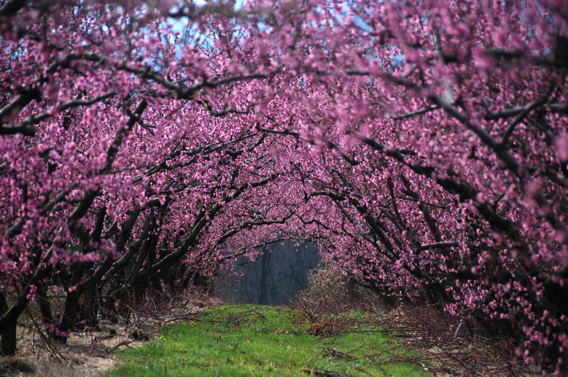 primavera floración árboles flores ramas ramas hierba callejón naturaleza