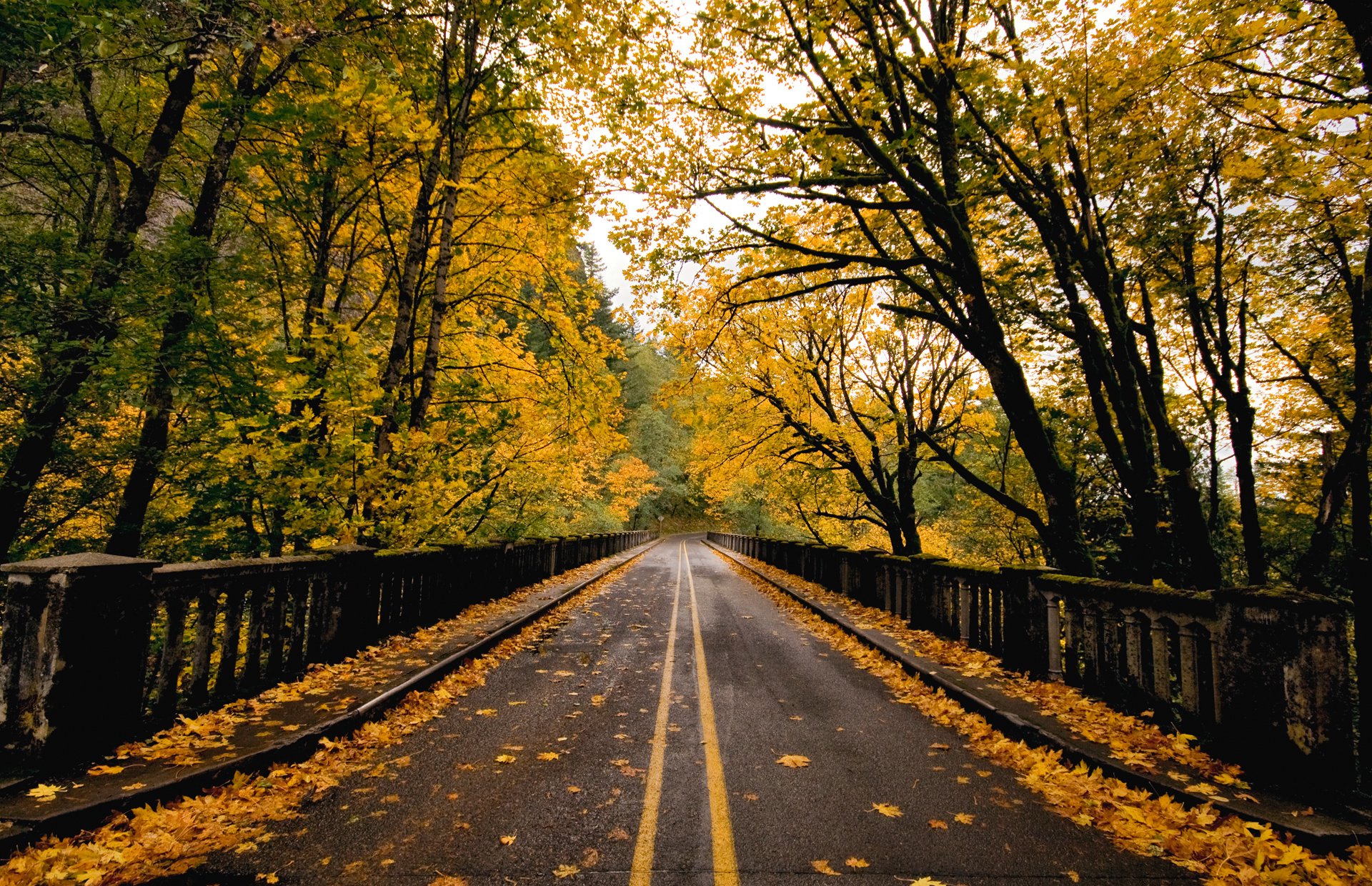 naturaleza otoño puente camino follaje