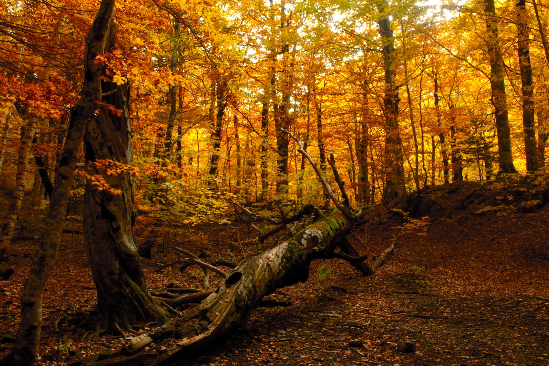 natura foresta autunno albero