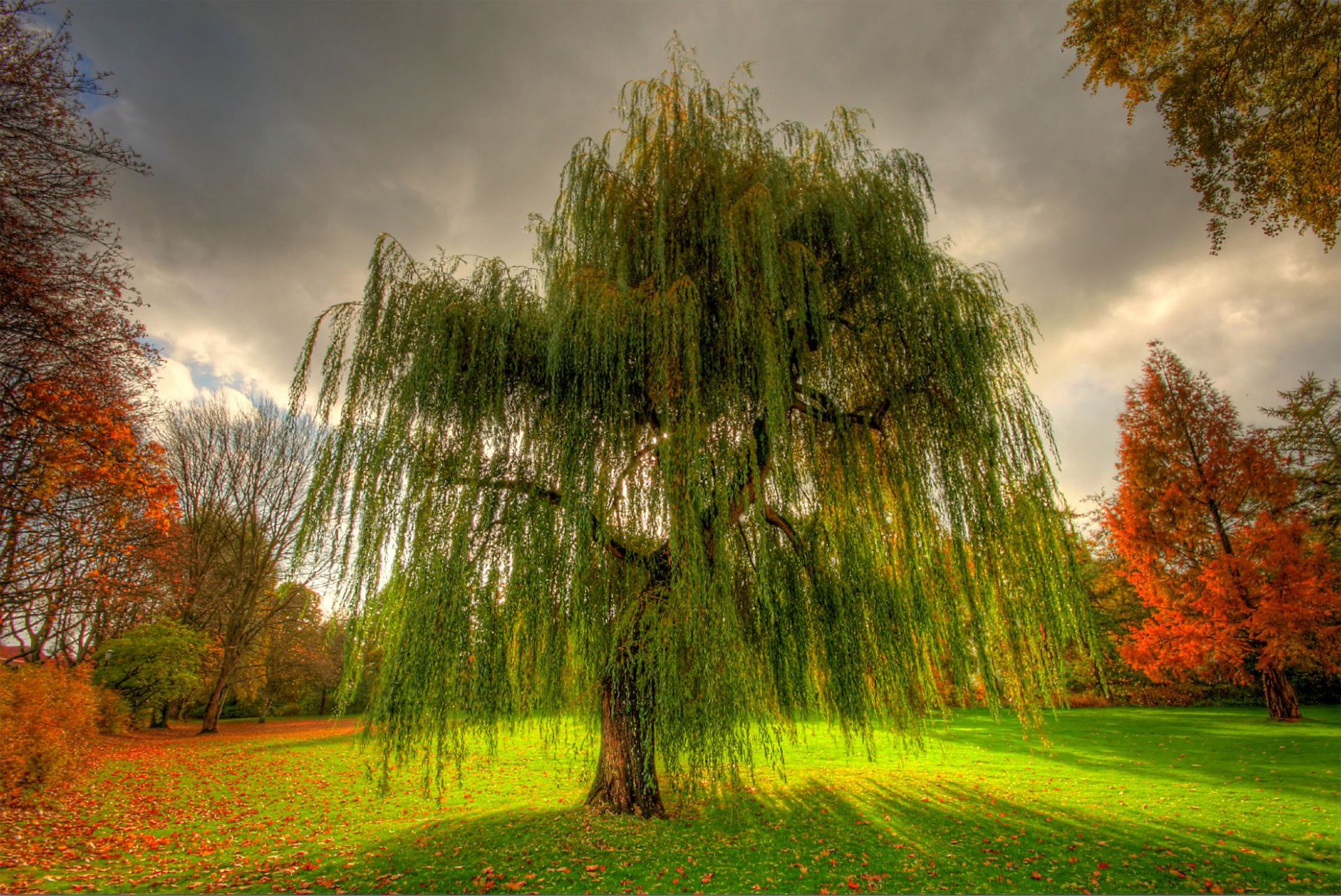 natura autunno parco salice