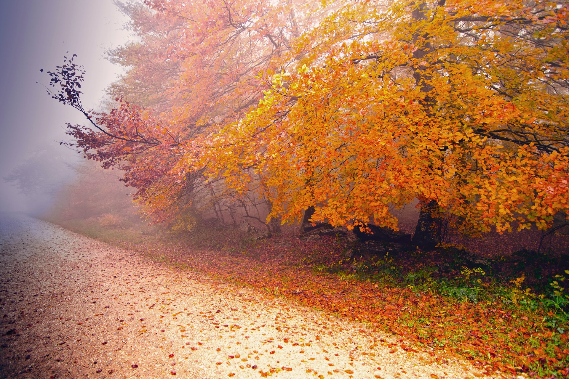 nature arbre route automne brouillard