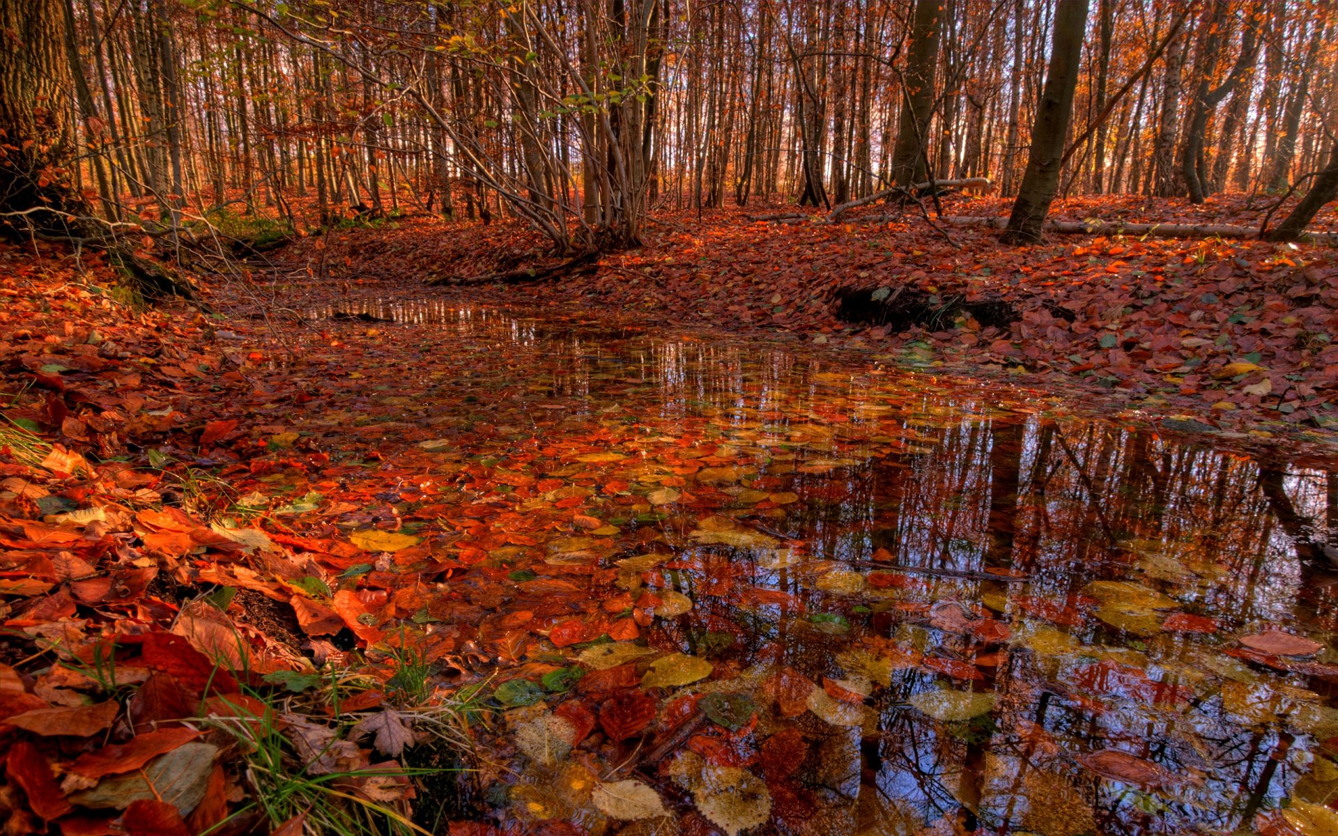 forêt arbres rivière ruisseau feuillage automne