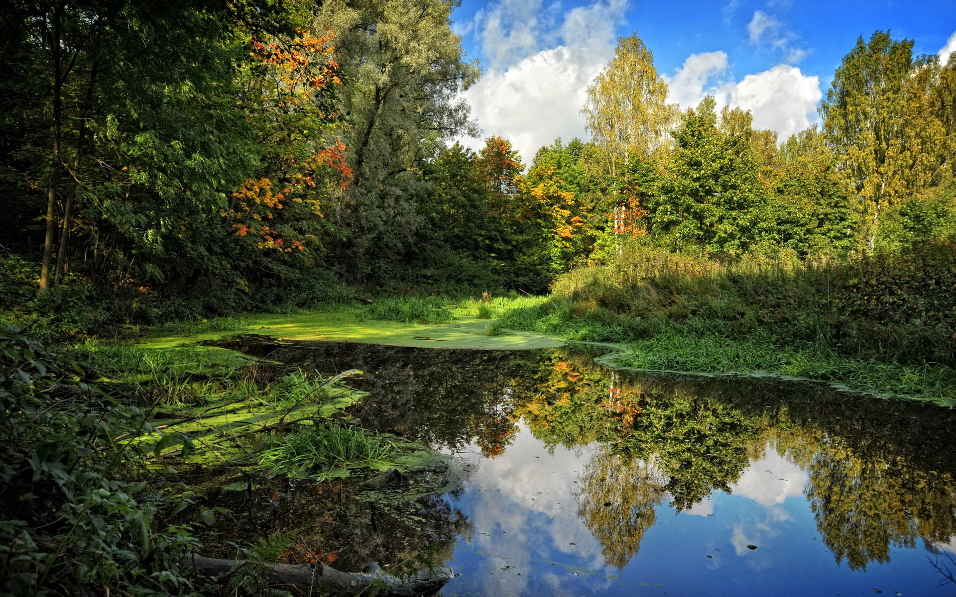 sommer himmel sumpf bäume