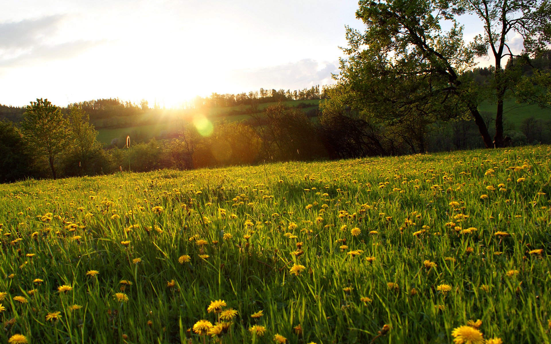 radura erba denti di leone fiori foresta alberi sole raggi bagliore