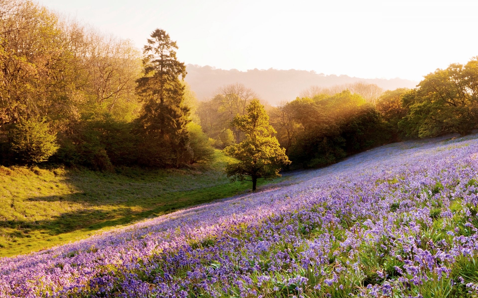 nature plantes arbres clairière fleurs soleil rayons lumière fond fond d écran