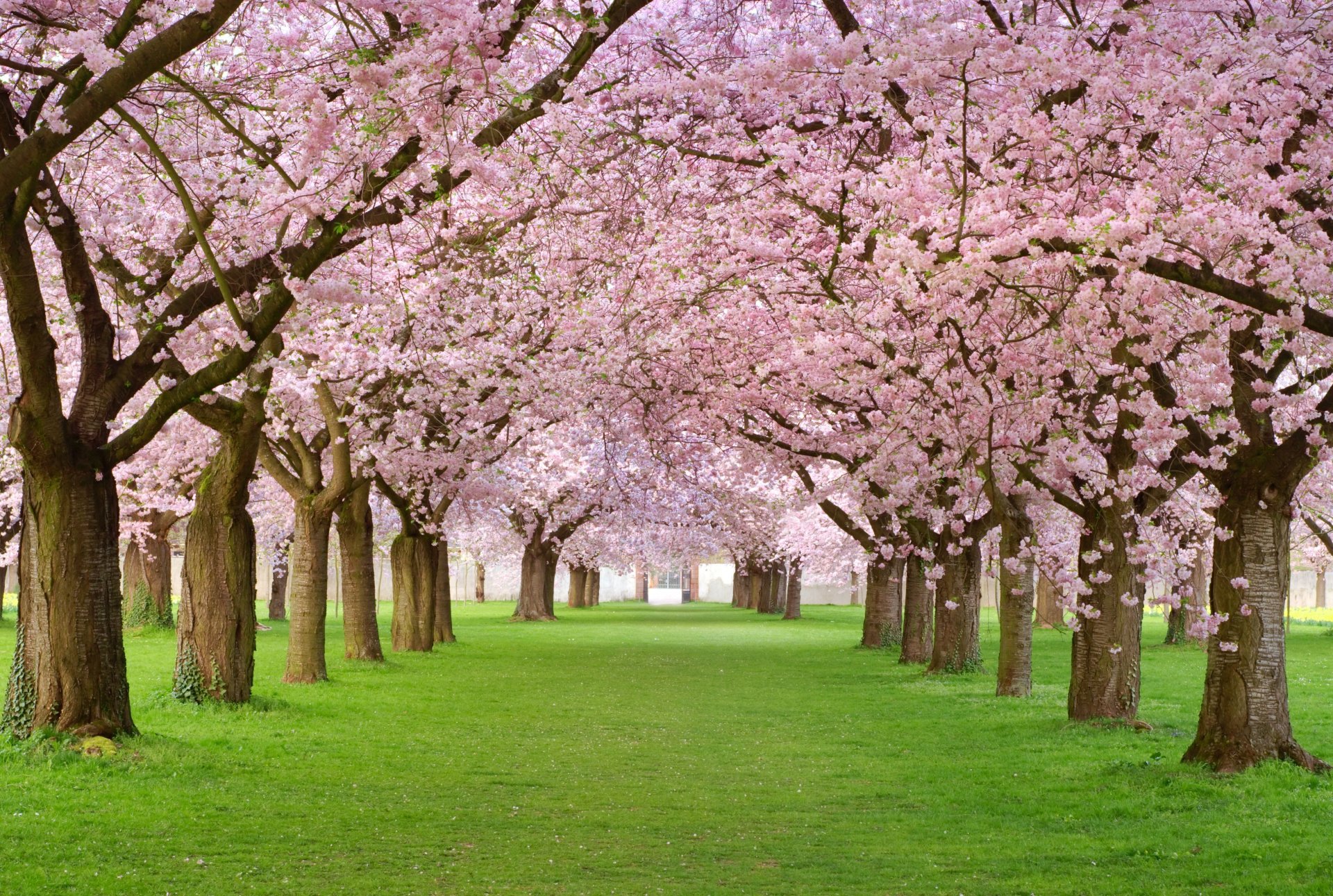 pring blossom printemps arbres floraison pétales rose ruelle beauté